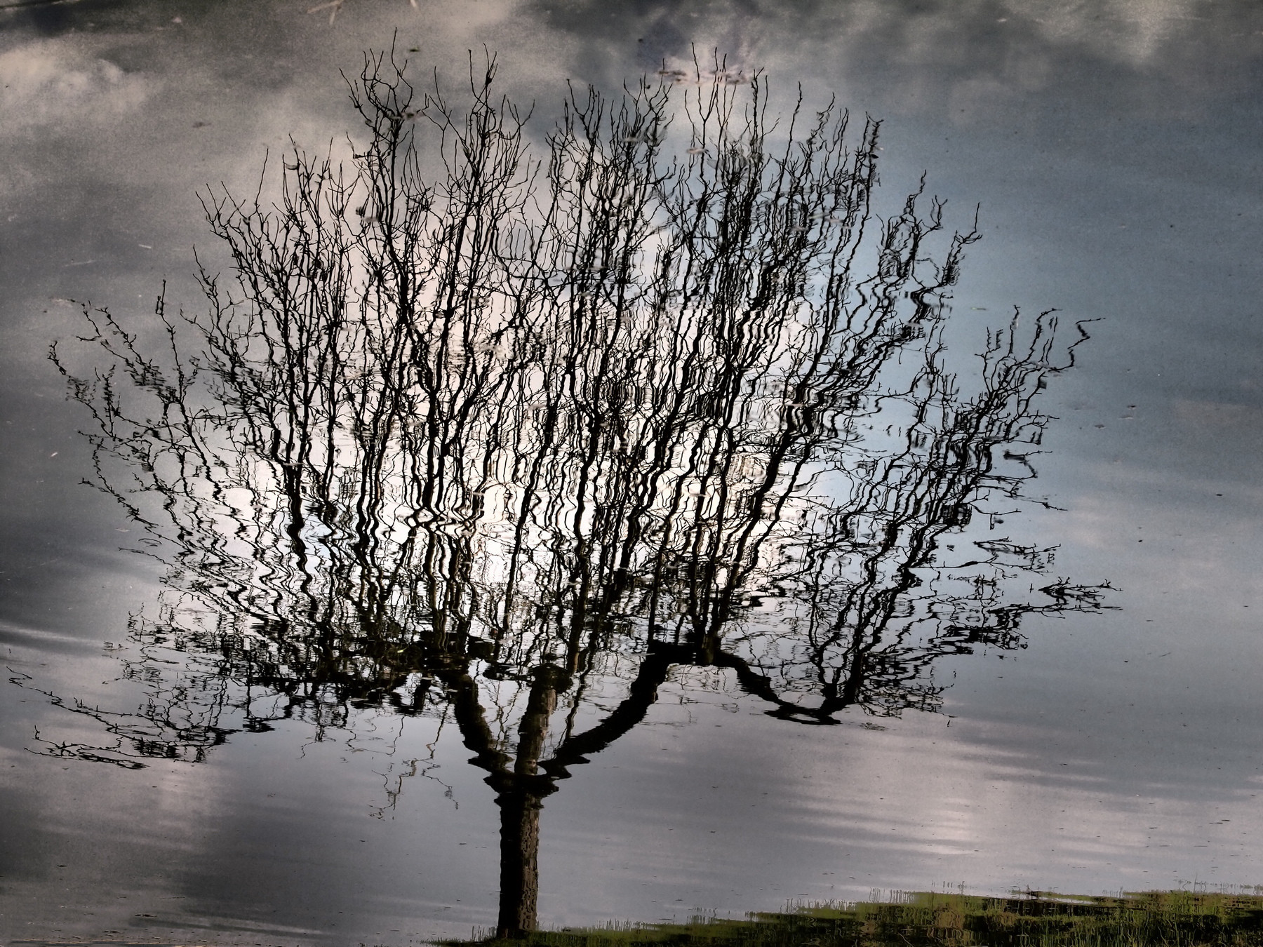 L'albero riflesso