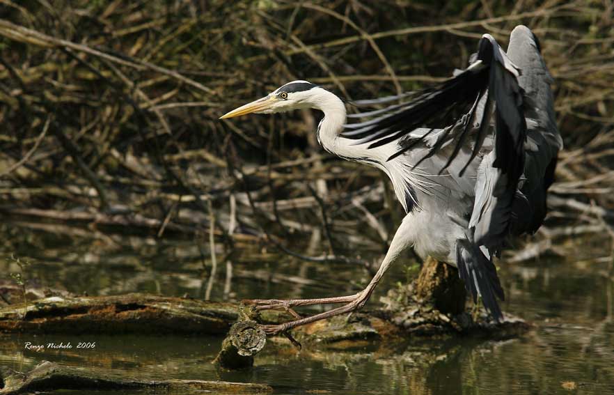 Airone cenerino-atterraggio