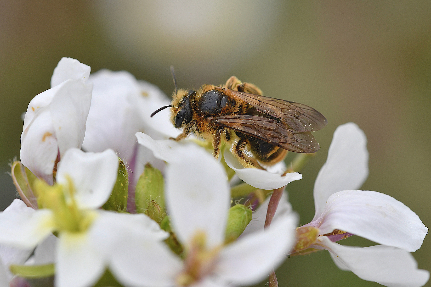 Andrena su fiore bianco