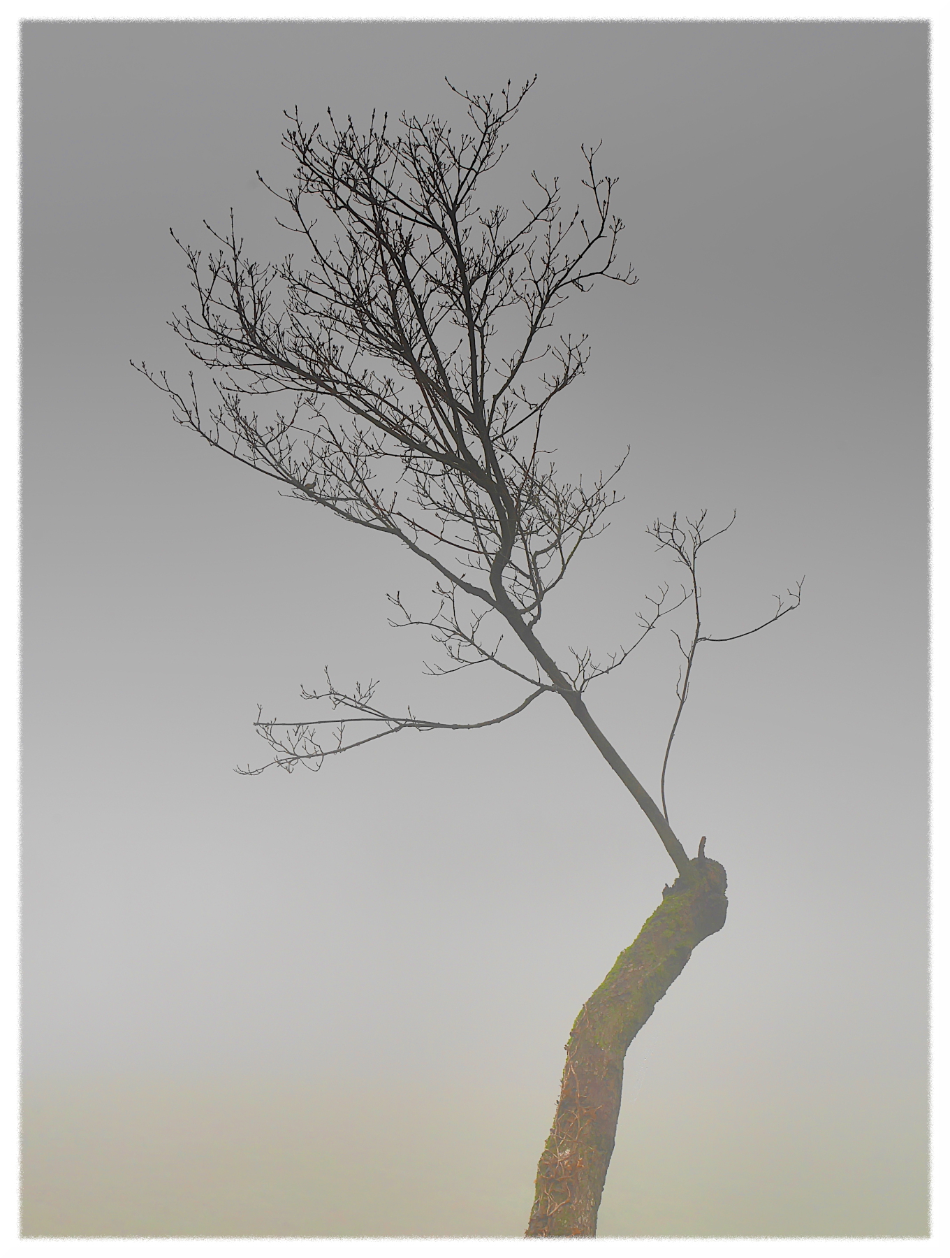 filiazione fra la nebbia