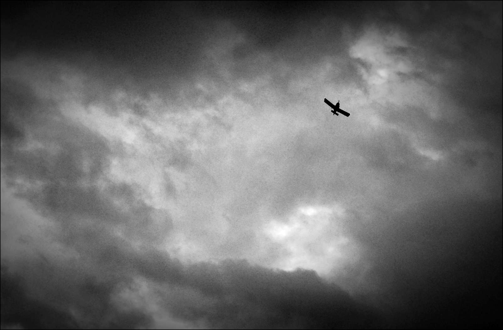 Aquila solitaria