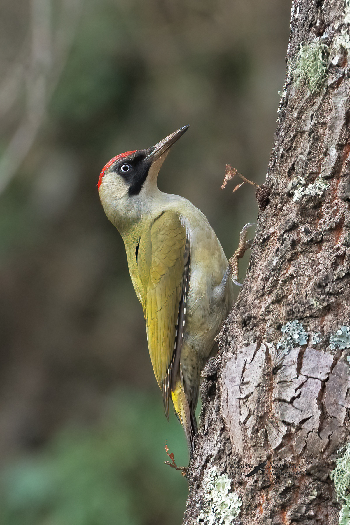 Picchio-verde_DSC08676