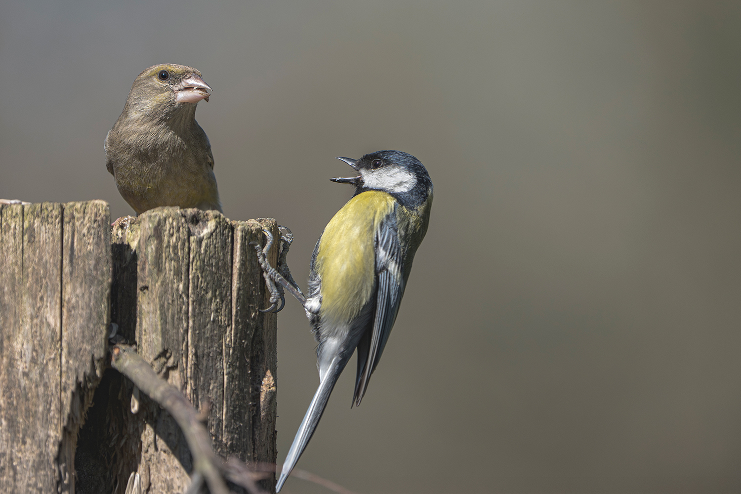 Lite tra lucherino e cinciarella