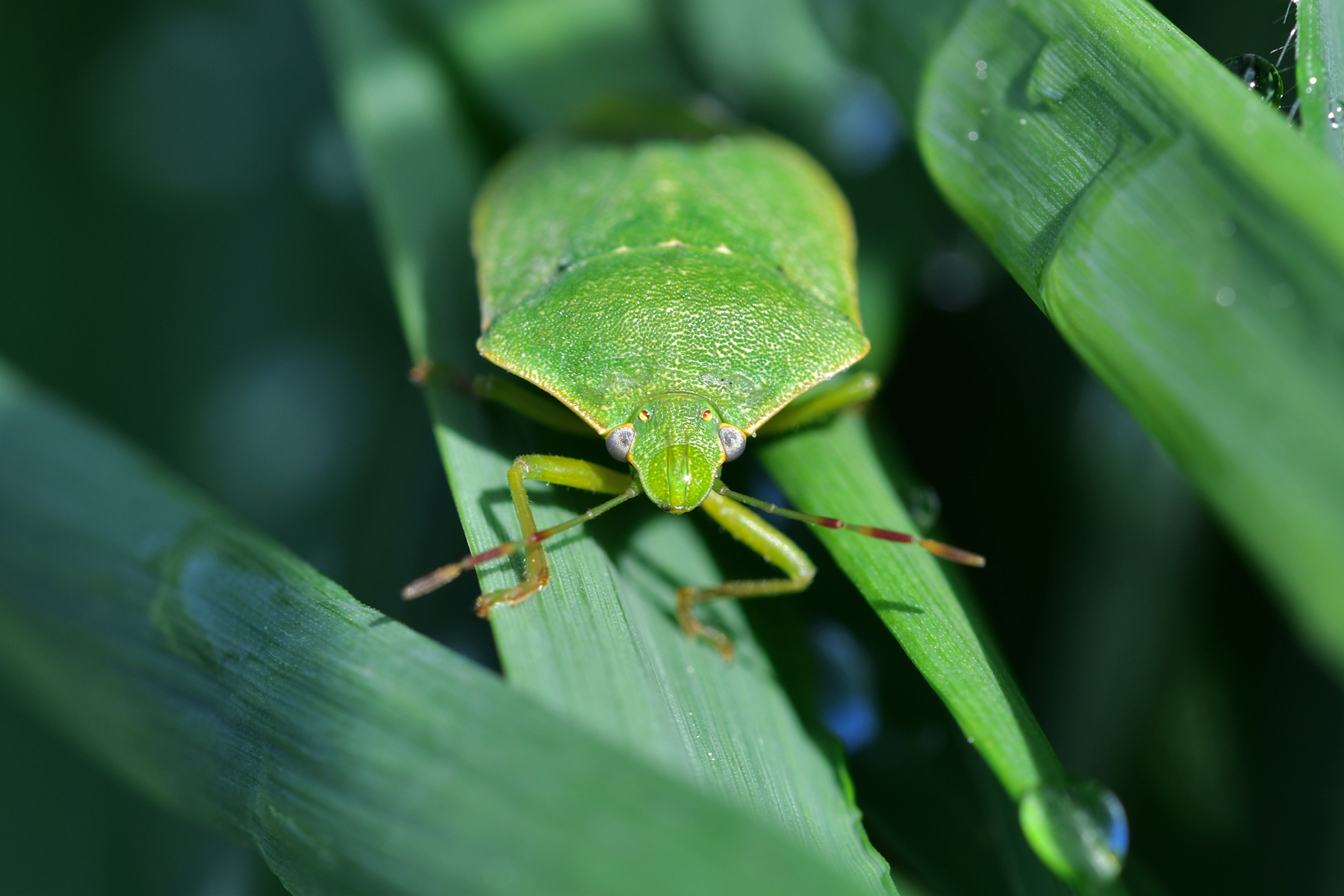 Nezara viridula dopo la pioggia