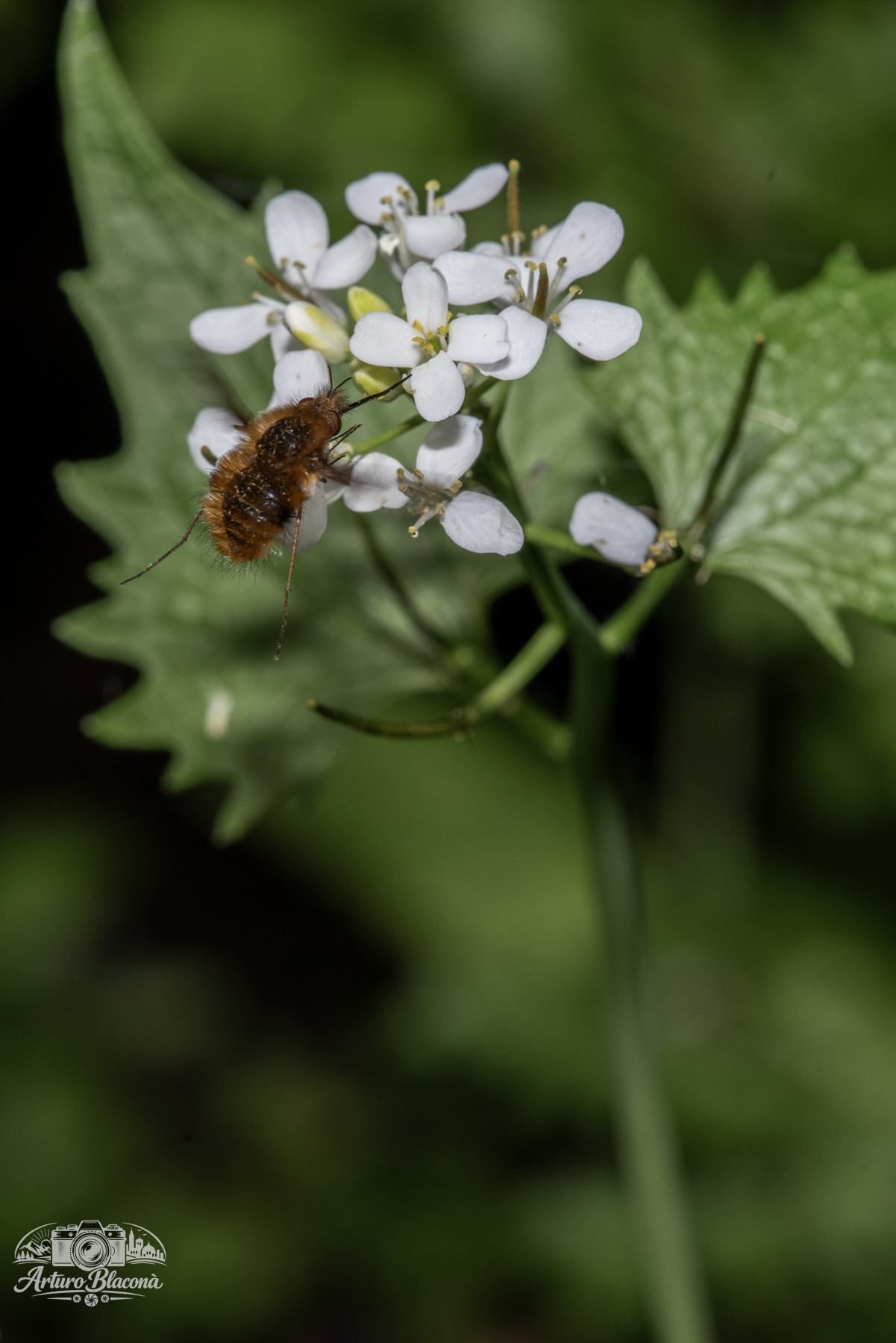 Bombylius major