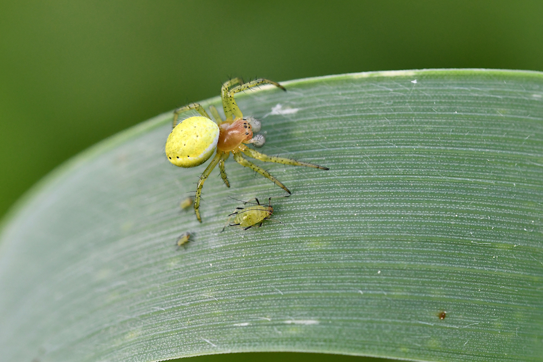 Araniella cucurbitina e il suo gregge.