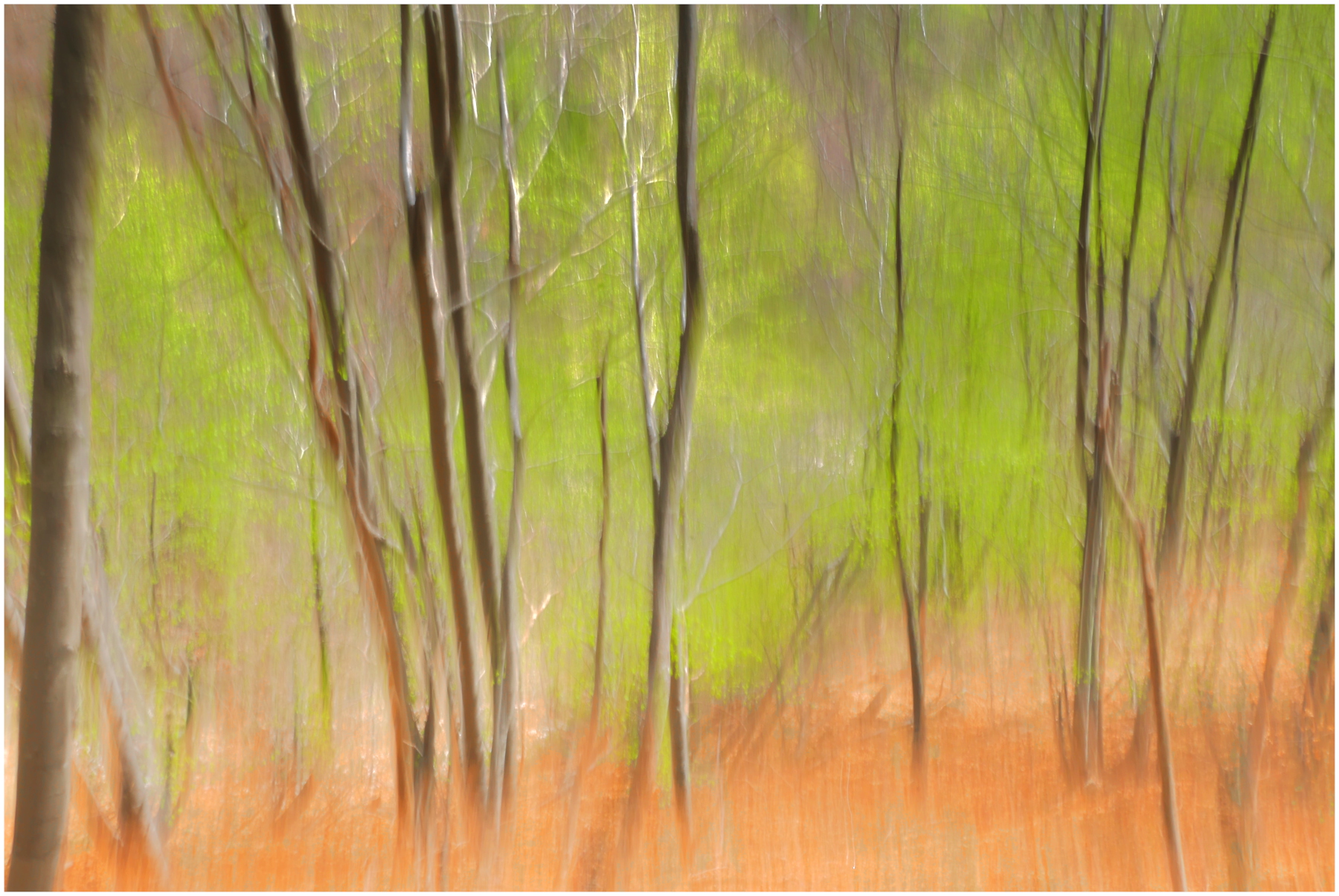 bosco  mosso primaverile