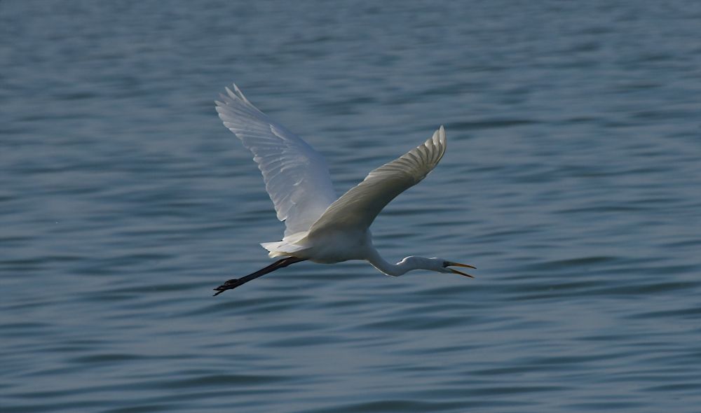 Airone