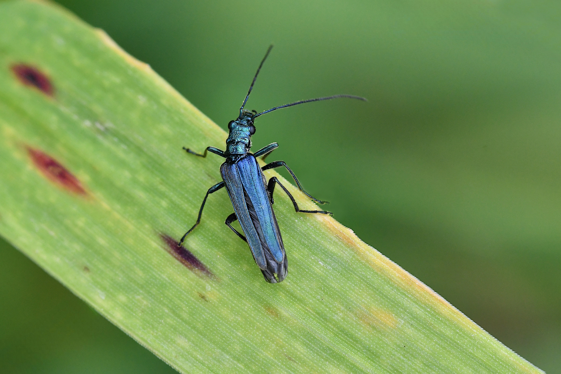 Oedemera nobilis