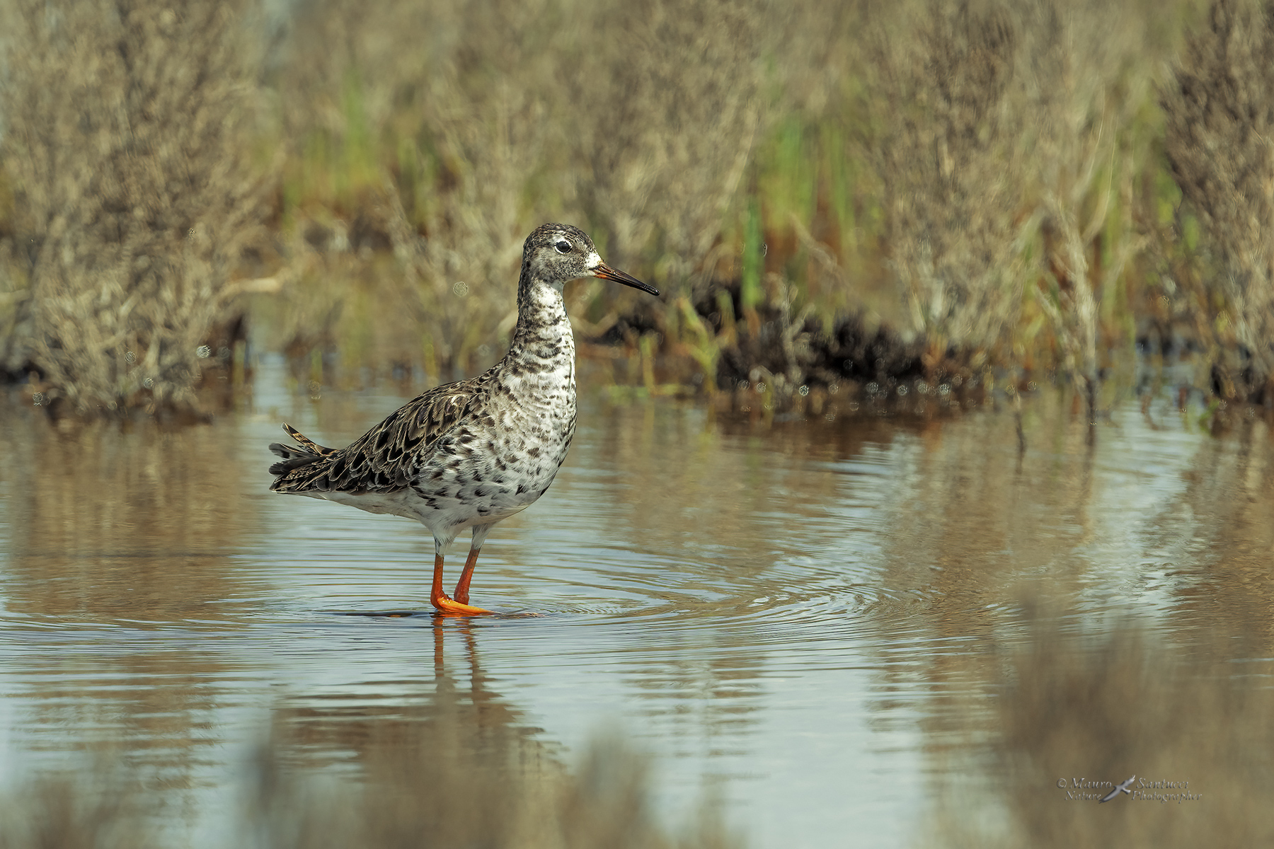 Combattente_DSC00792