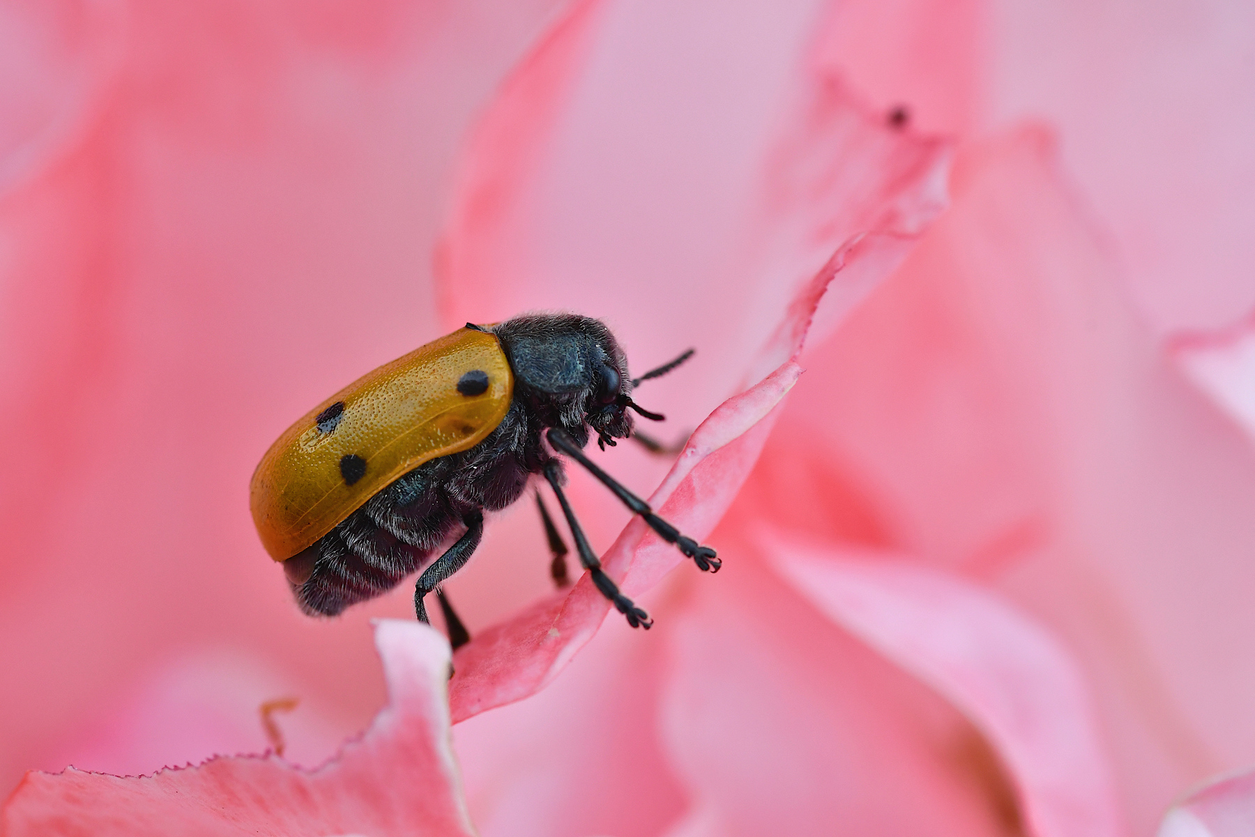 Lachnaia italica su letto di petali rosa