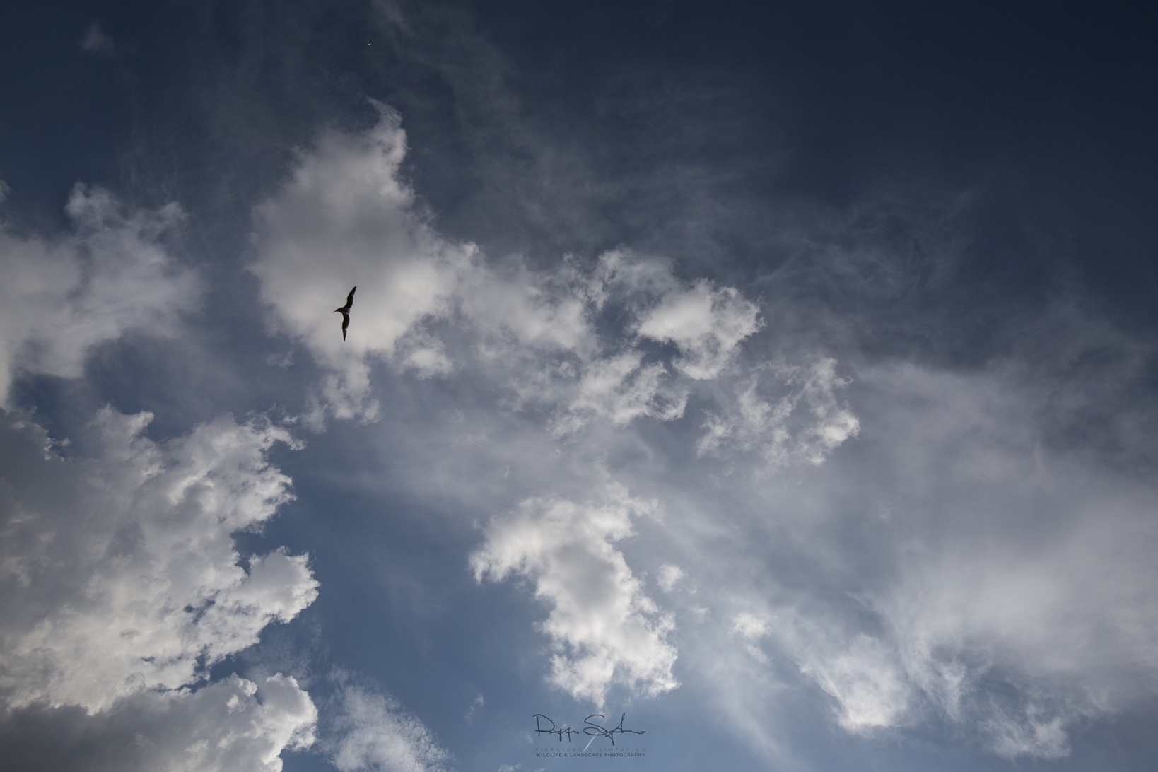 Volare