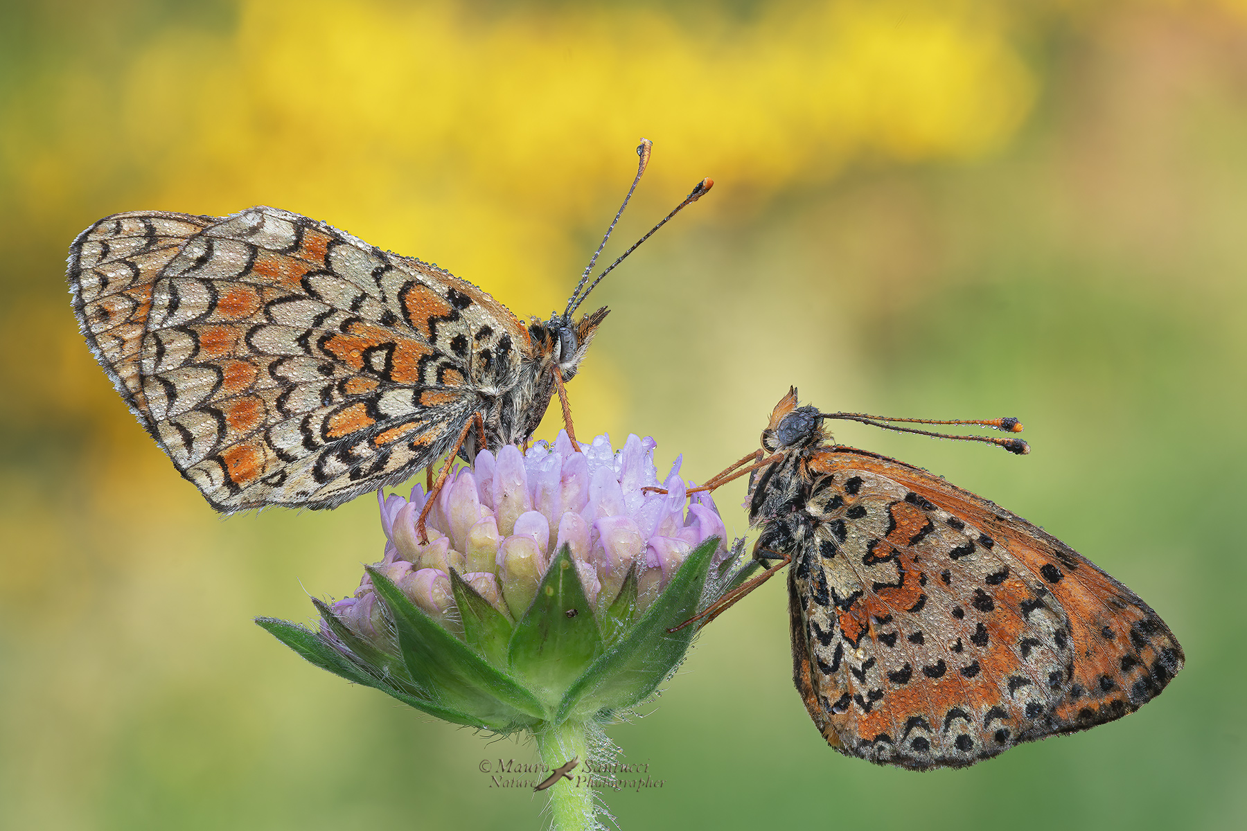Melitaea-phoebe-e-Melitaea-didyma