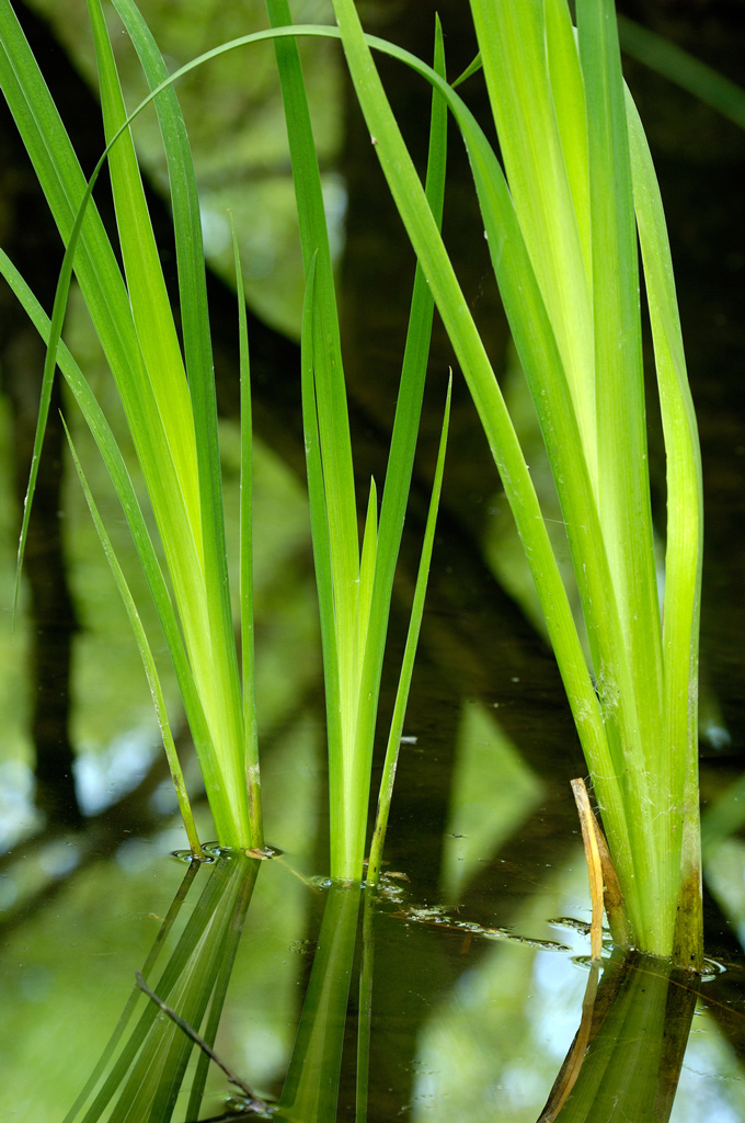 Punte Alberete, Comacchio