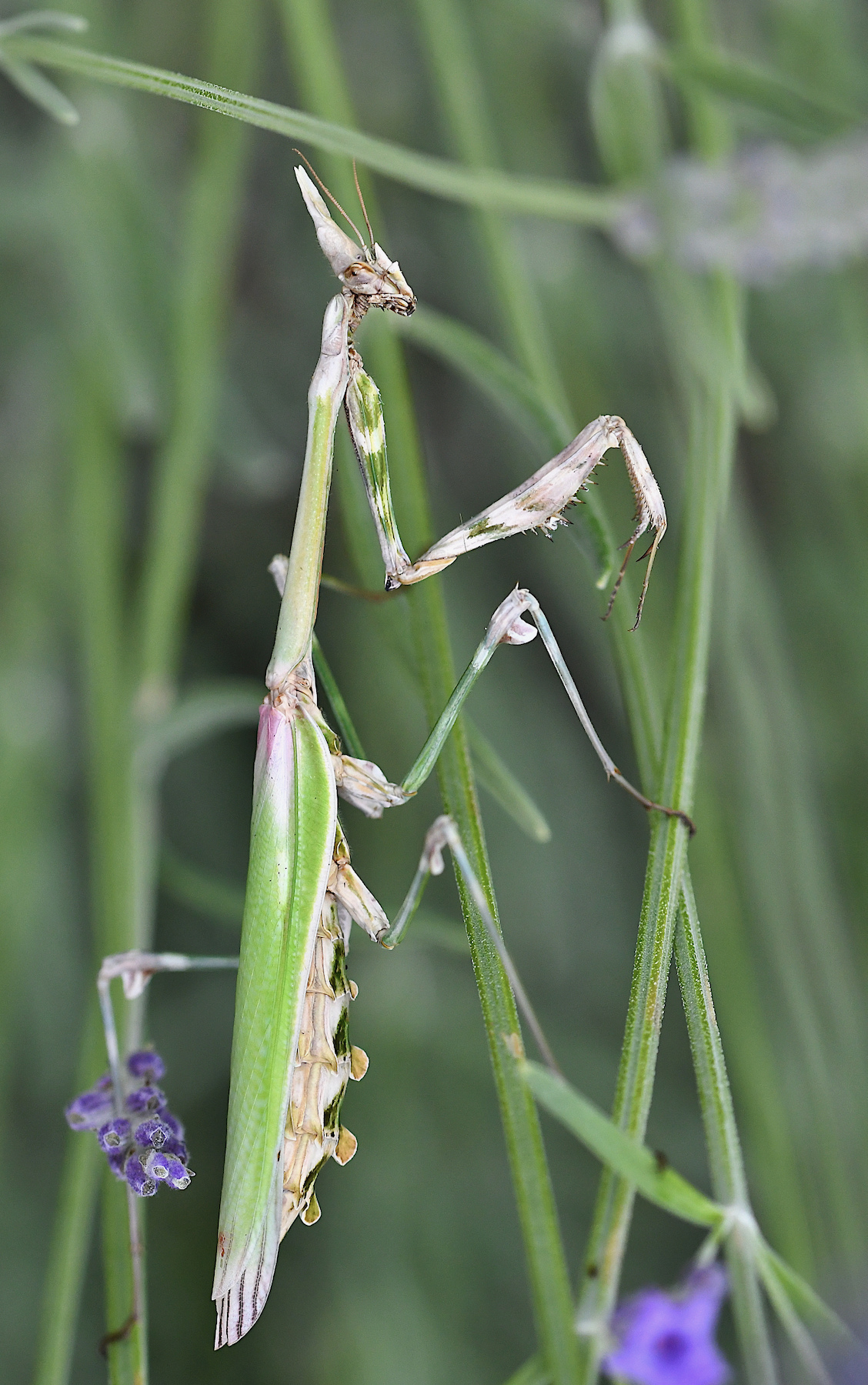 Empusa pennata