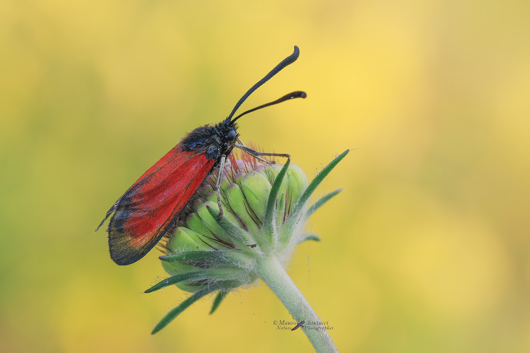 Zygaena rubicundus_DSC03619