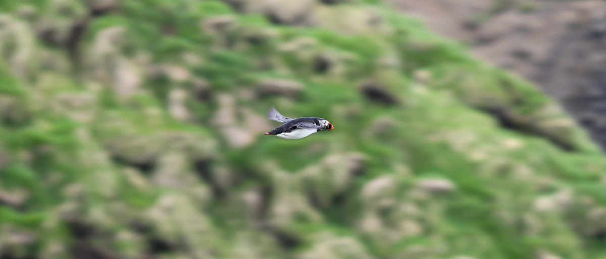 Puffin in volo (un primo tentativo)