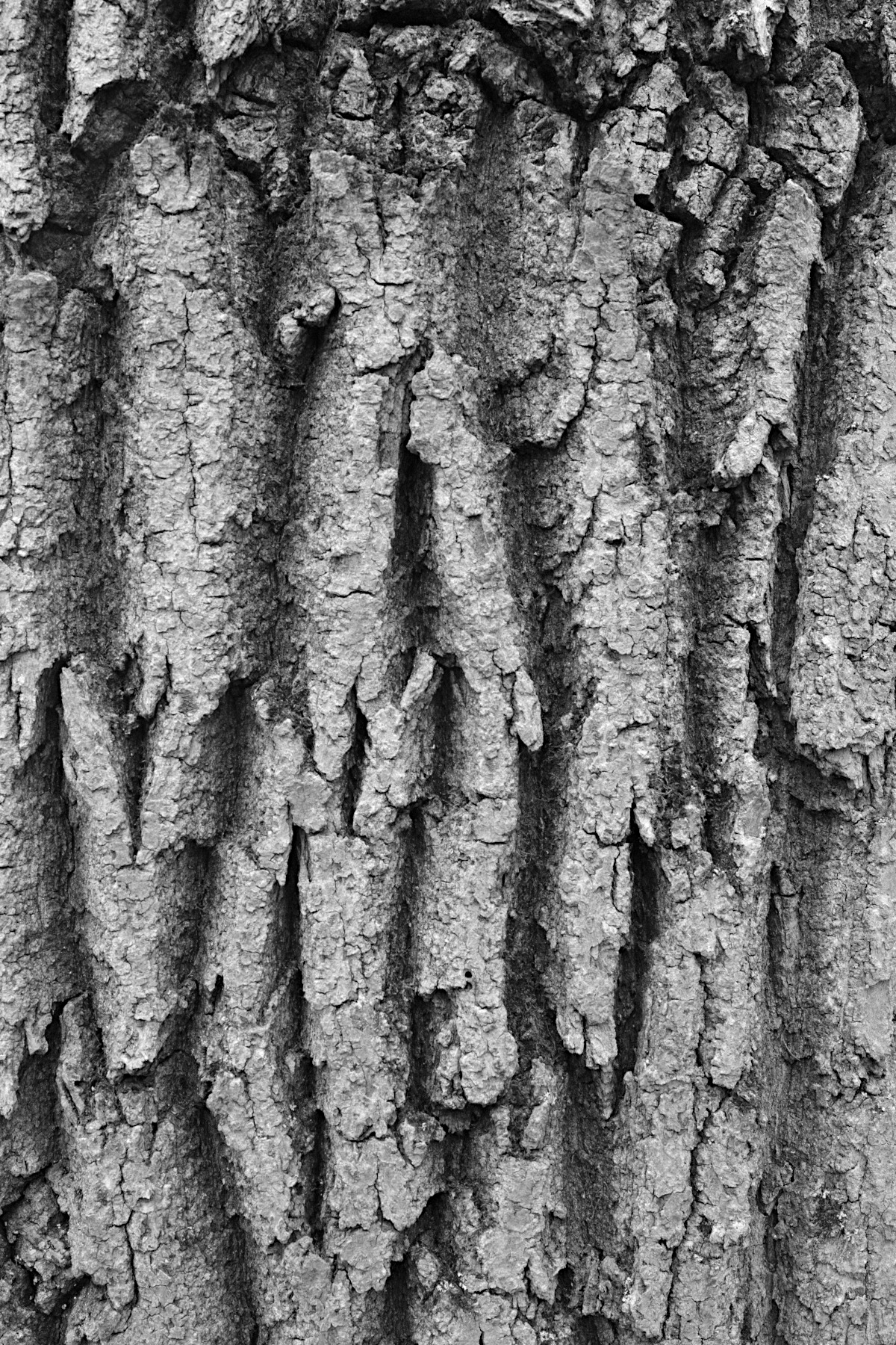 Particolare di corteccia