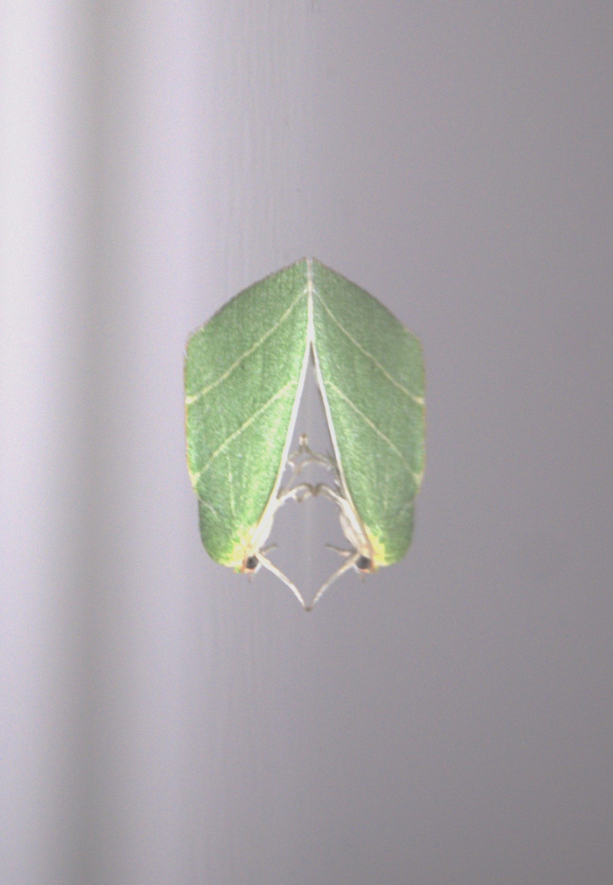 araldica verde natura