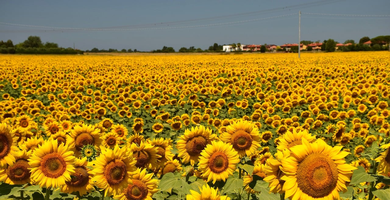 girasoli