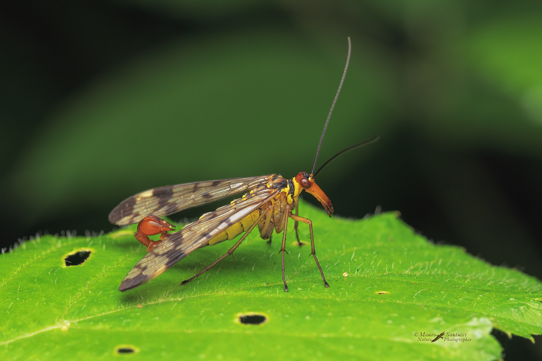 Panorpa-communis_Mosca-scorpione_DSC04382_