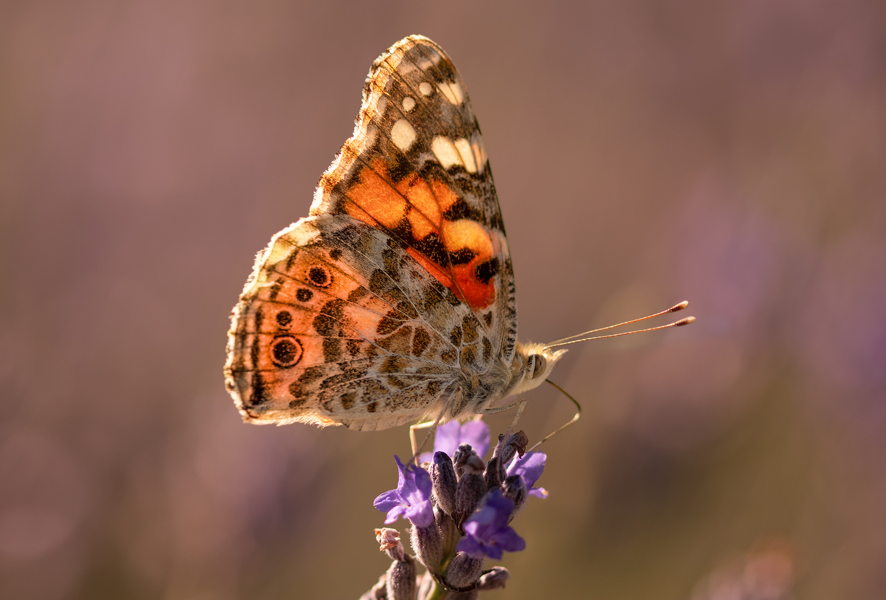 Macro_4Lug2026_3