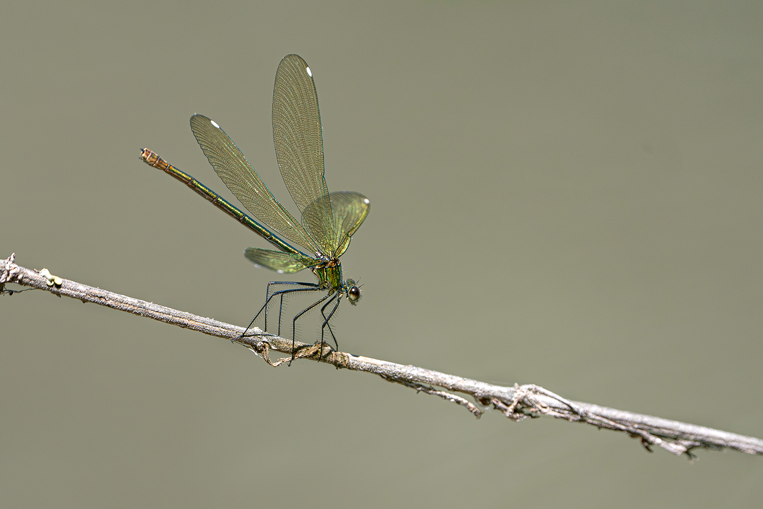 Libellula