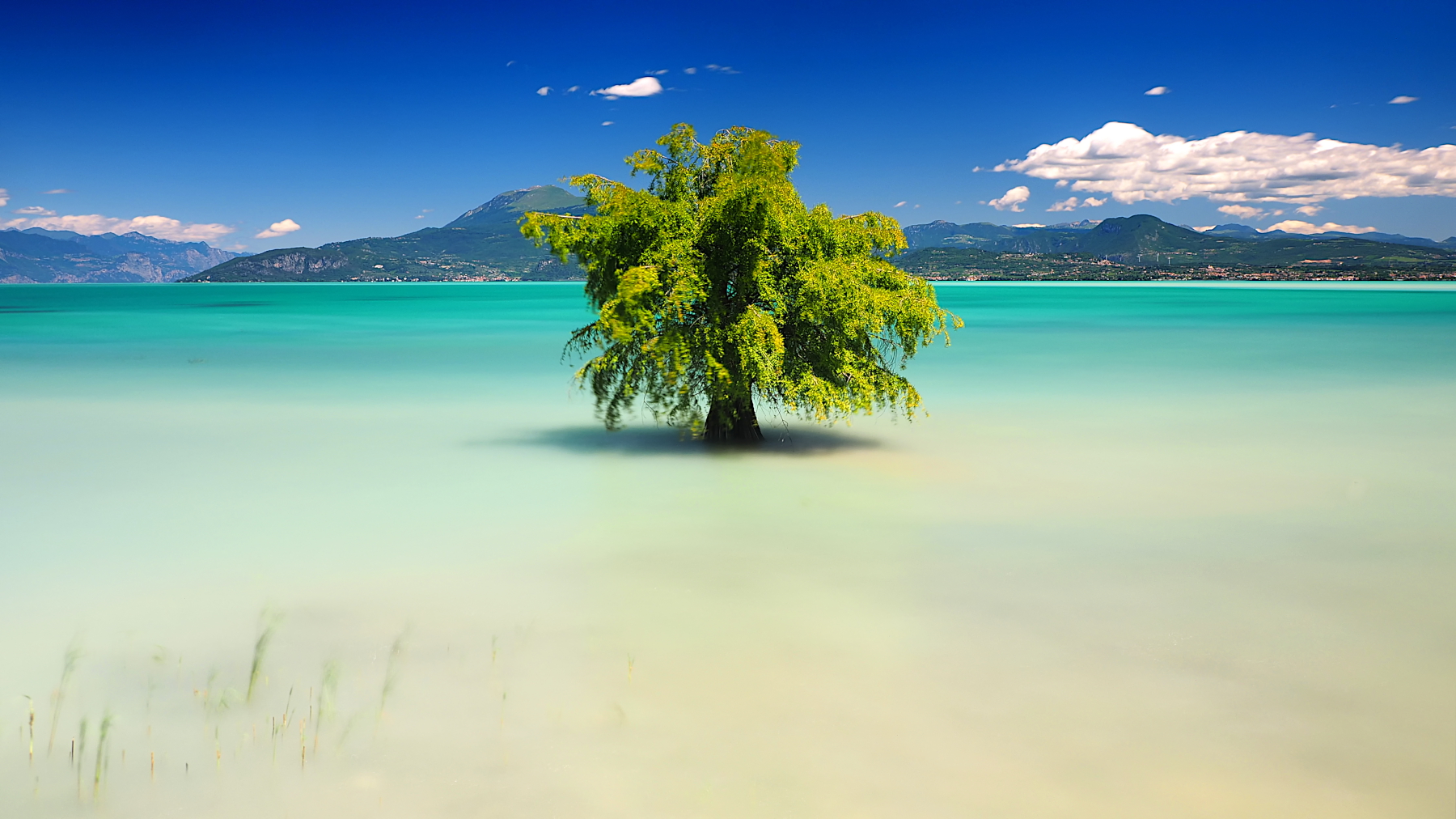 il solitario albero acquatico