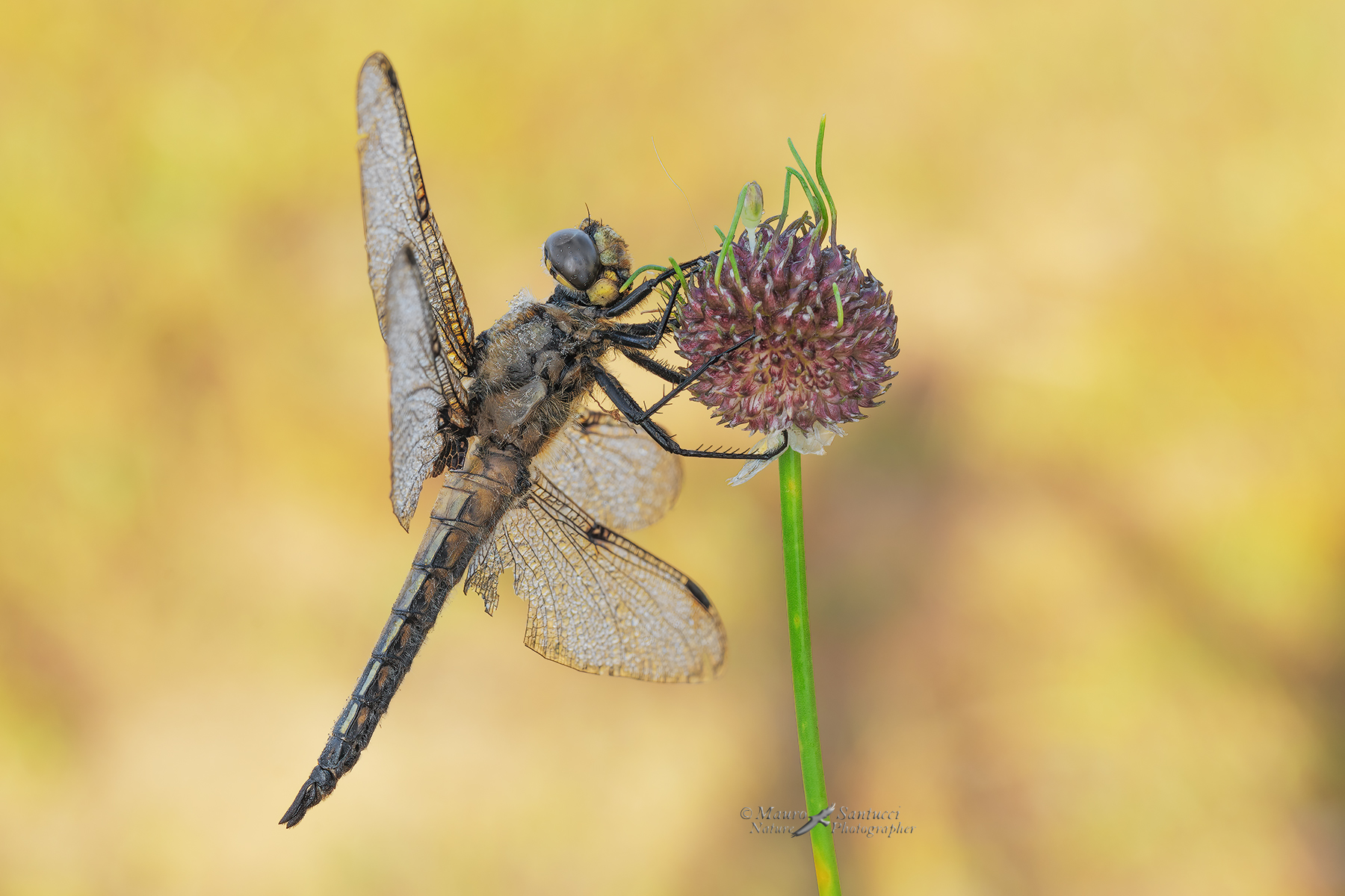 Libellula-quadrimaculata_DSC07311_