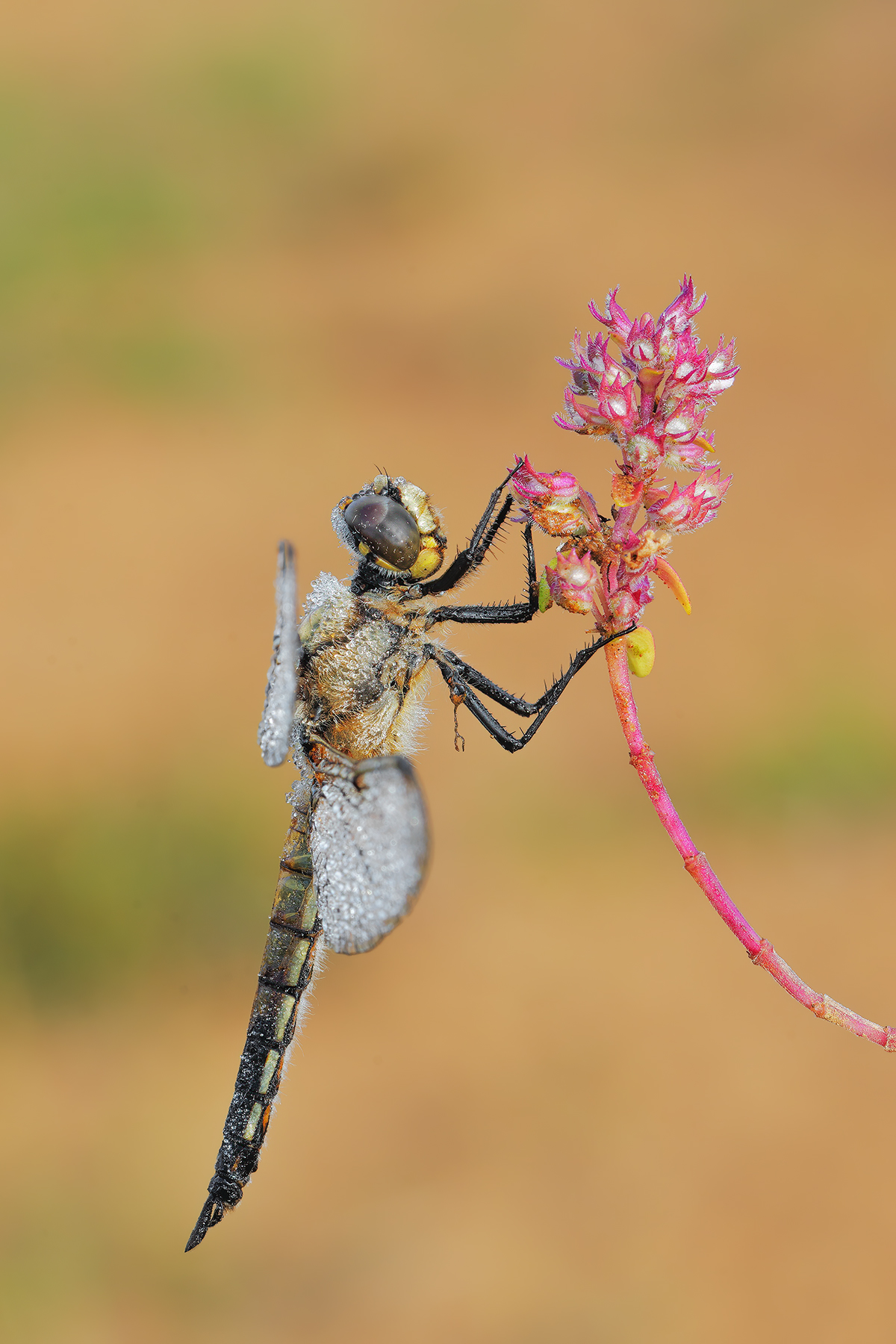 Libellula quadrimaculata
