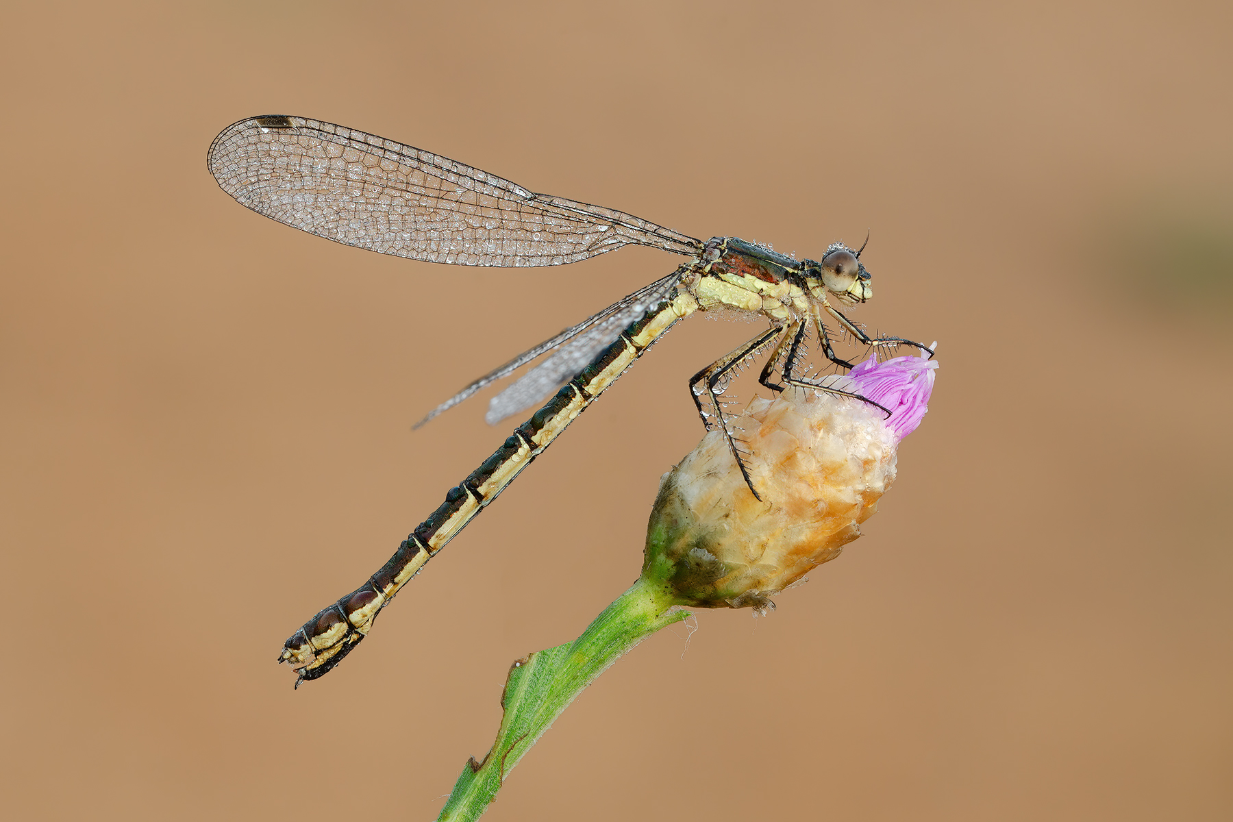 Lestes dryas