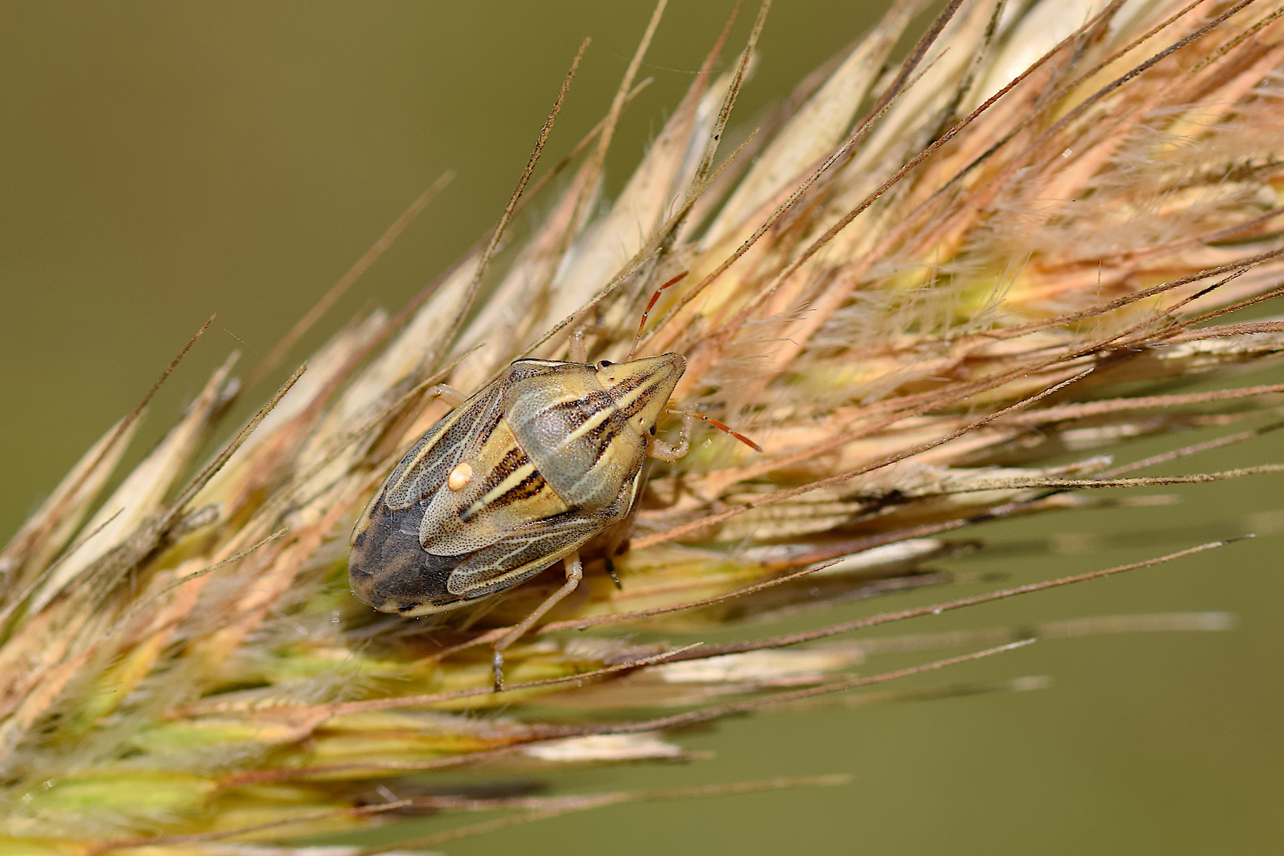 Aelia acuminata