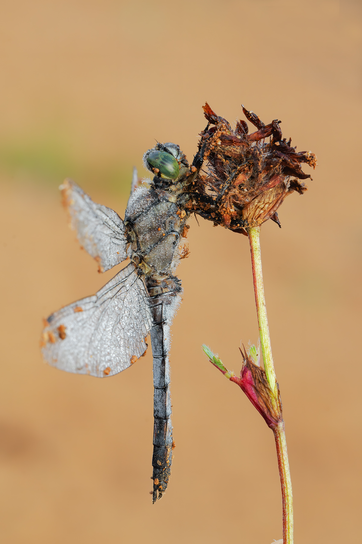 Orthetrum coerulescens
