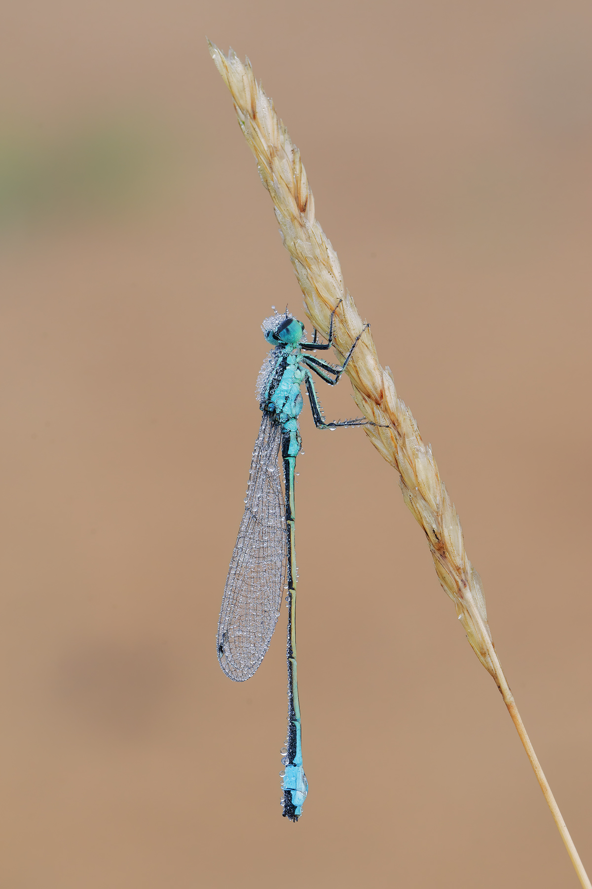 Ischnura elegans