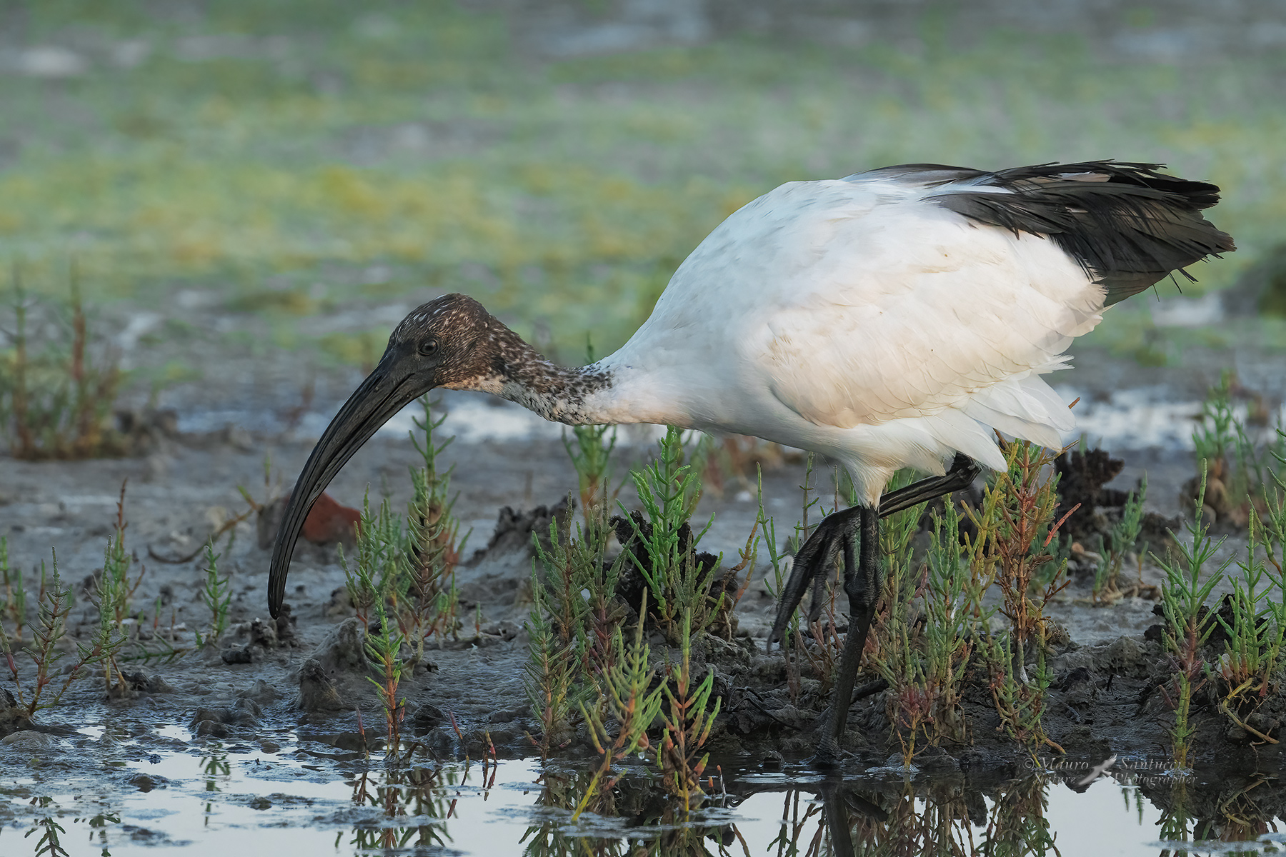 Ibis-sacro_DSC05660_