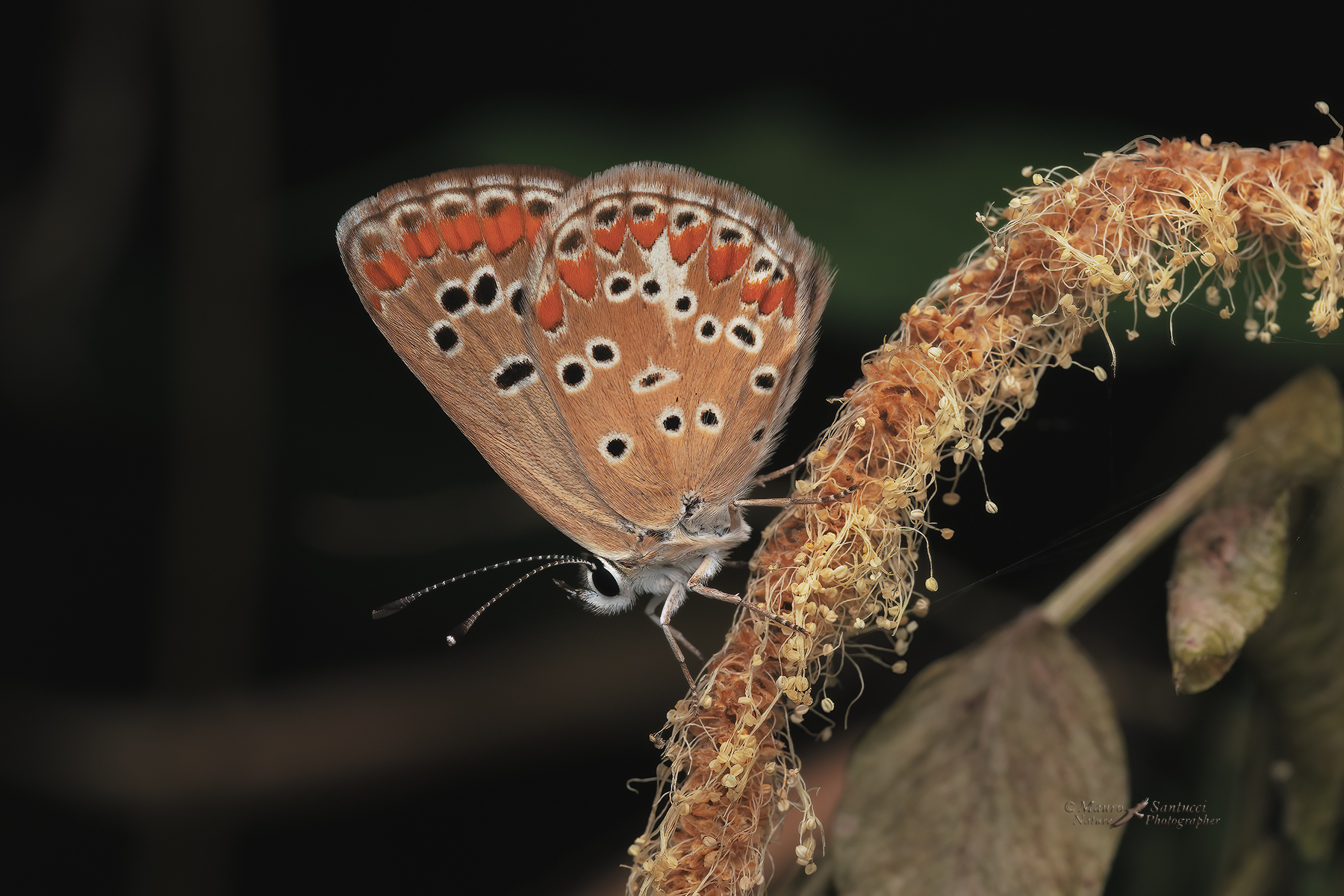 Polyommatus-icarus_DSC04275_