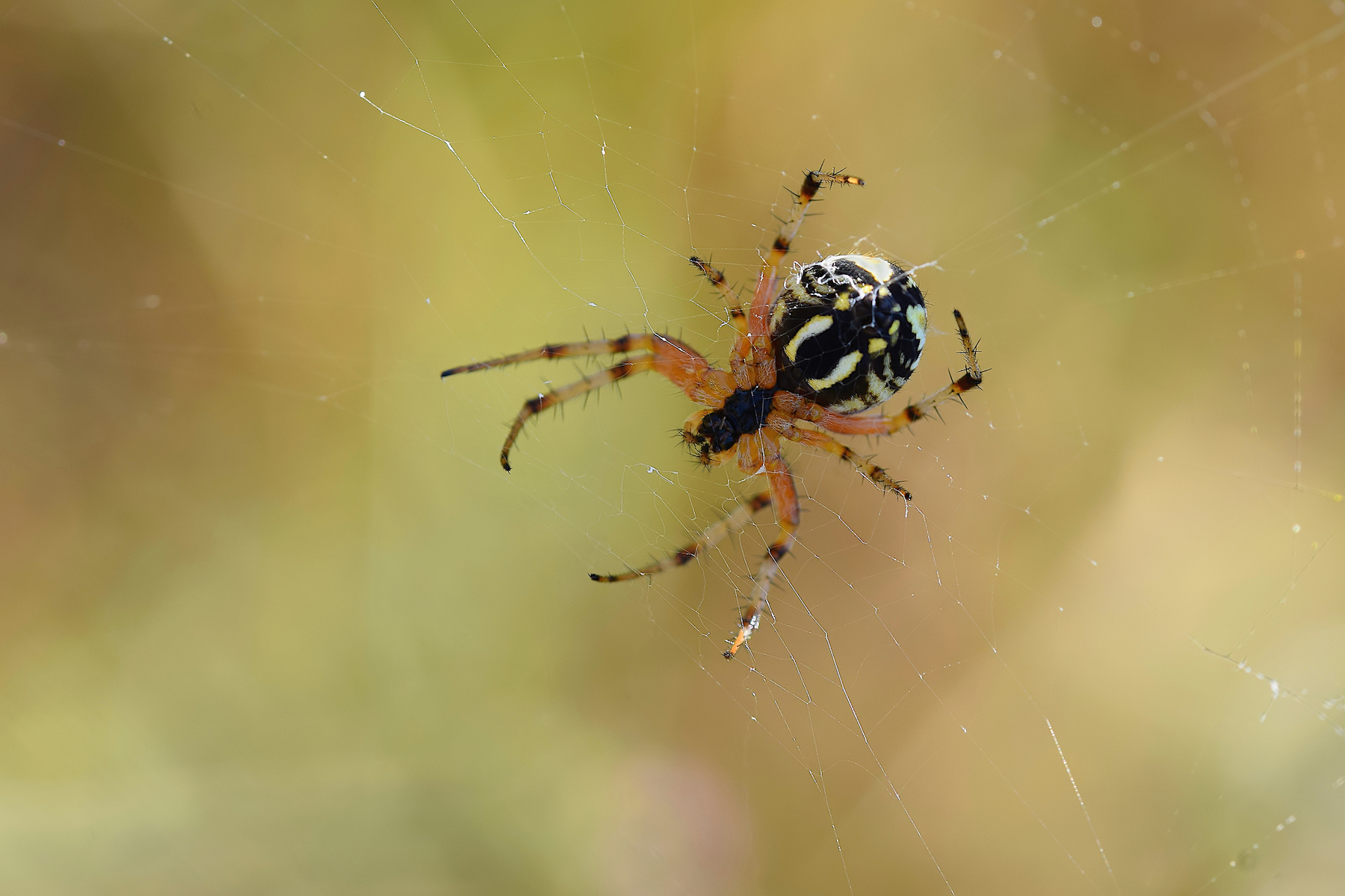 Aracnide