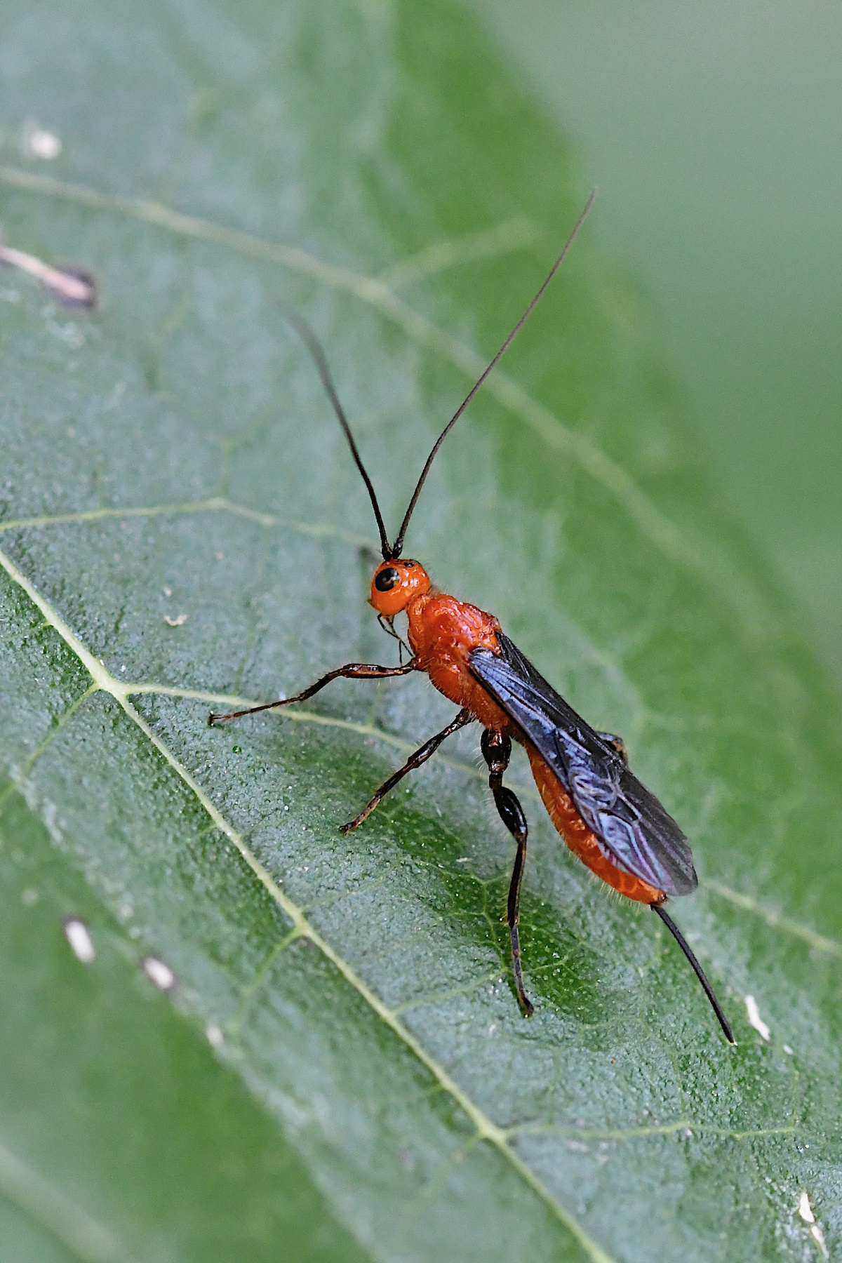 Braconide