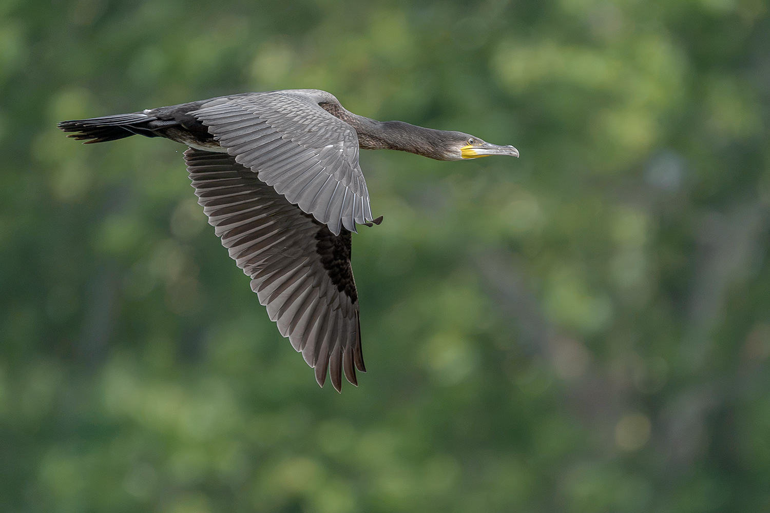Cormorano