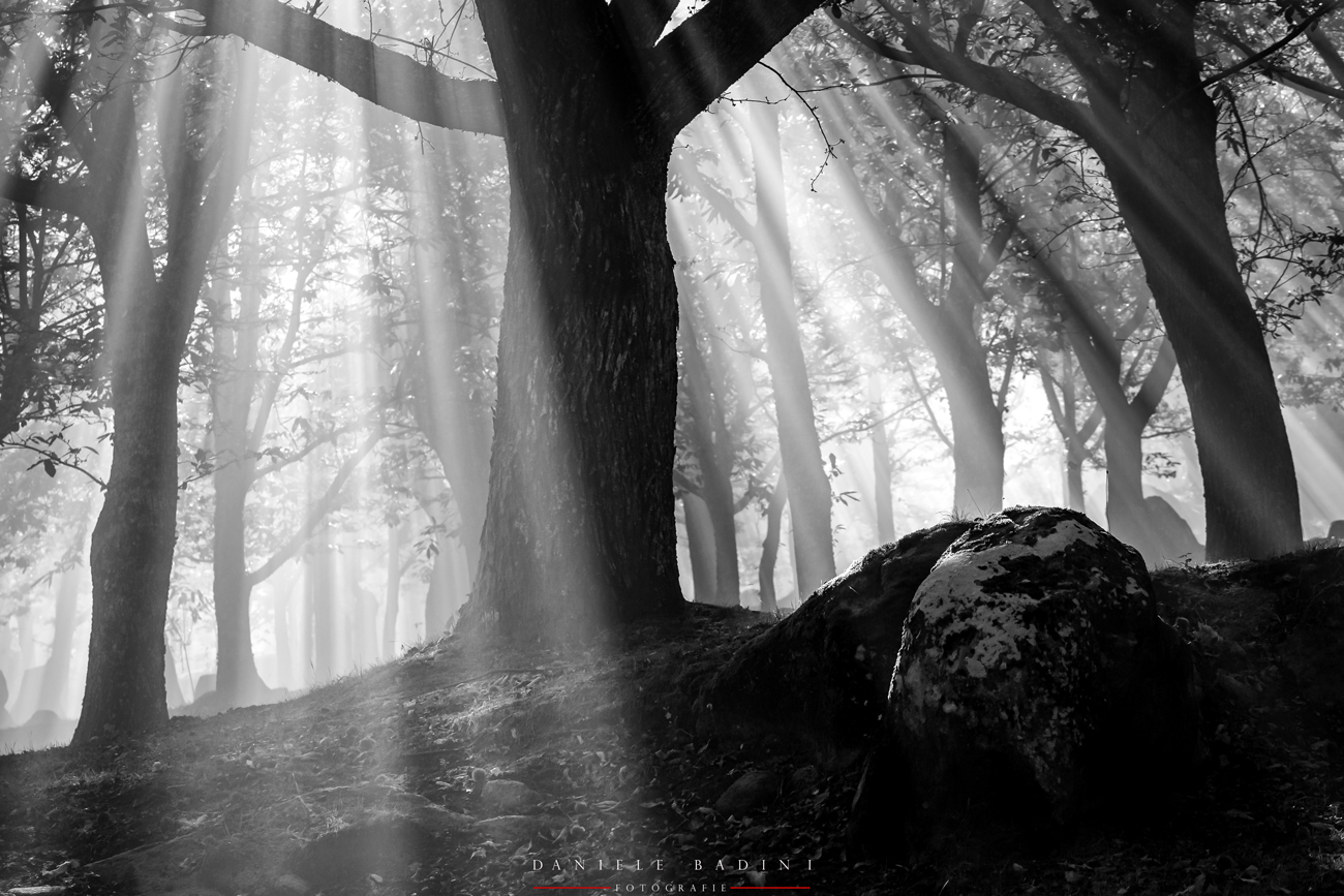 luci ed ombre nel bosco