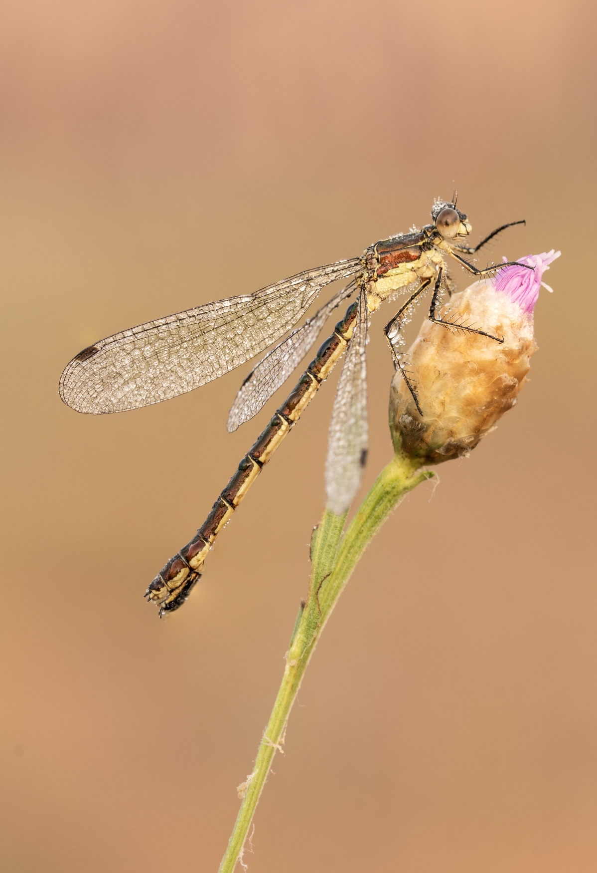 Macro_Rascino_RI_Lug26_4