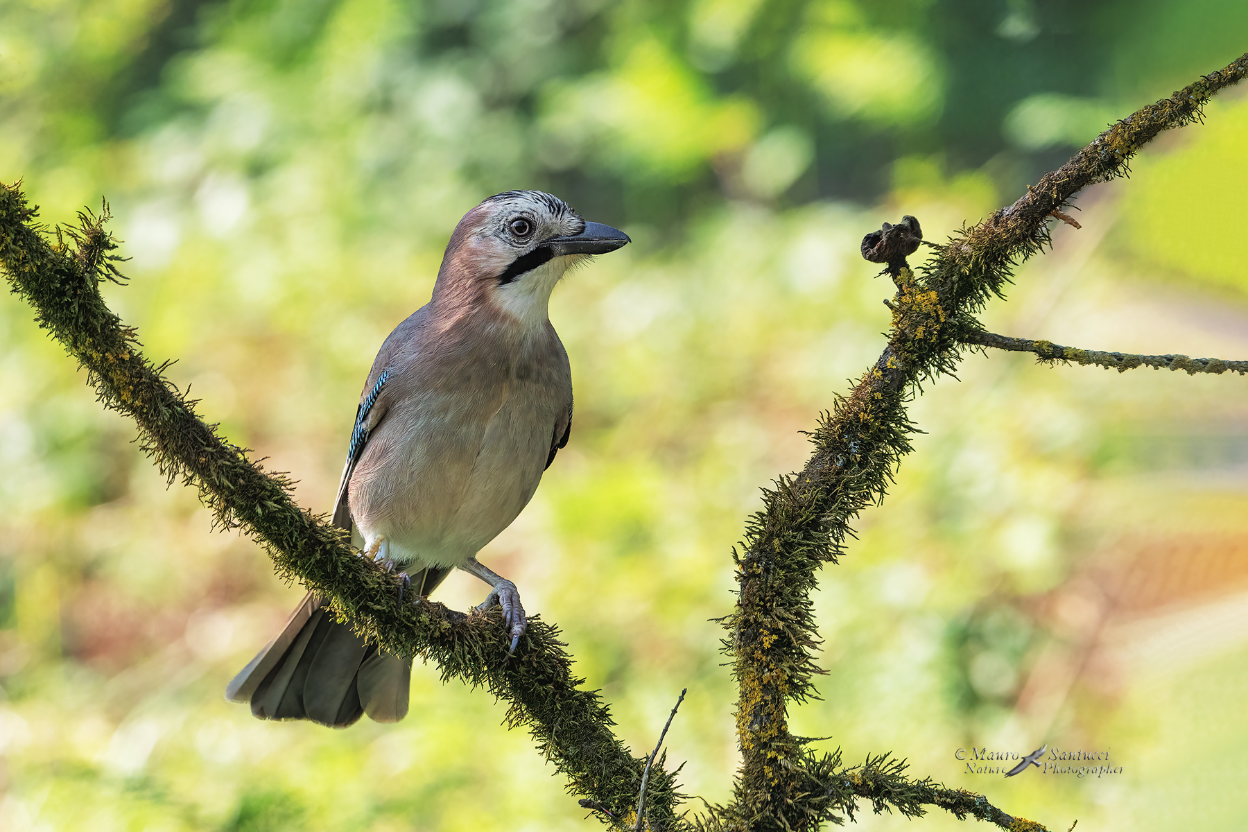 Ghiandaia_DSC04061