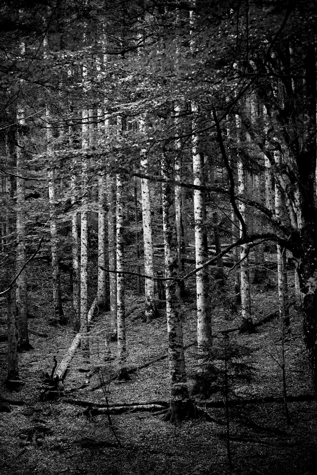 la Foresta