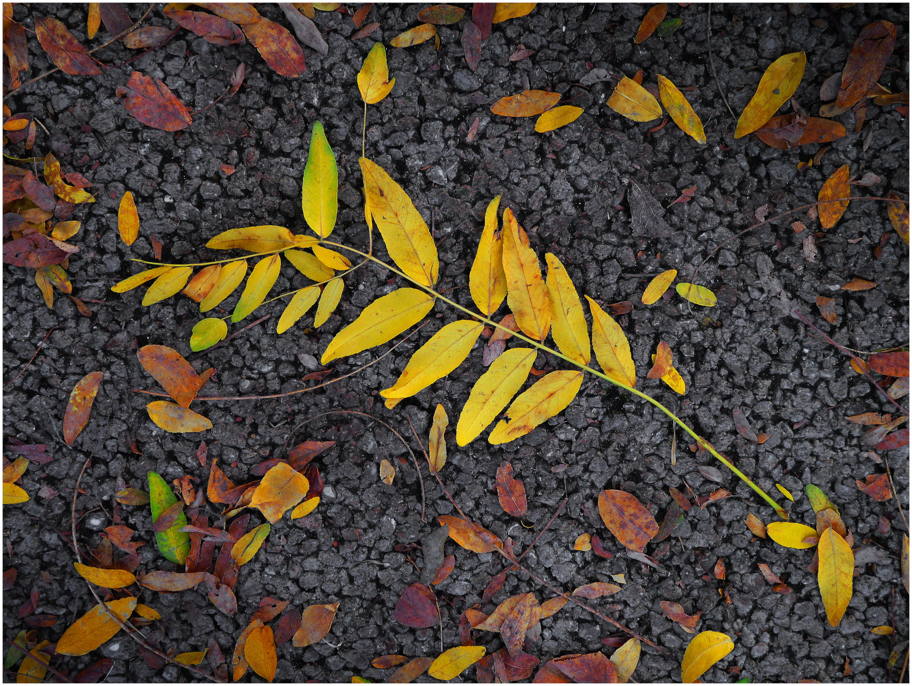 autunno per terra