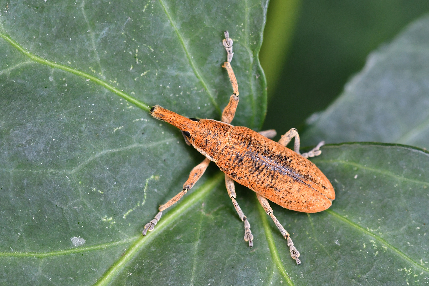 Lixus pulverulentus
