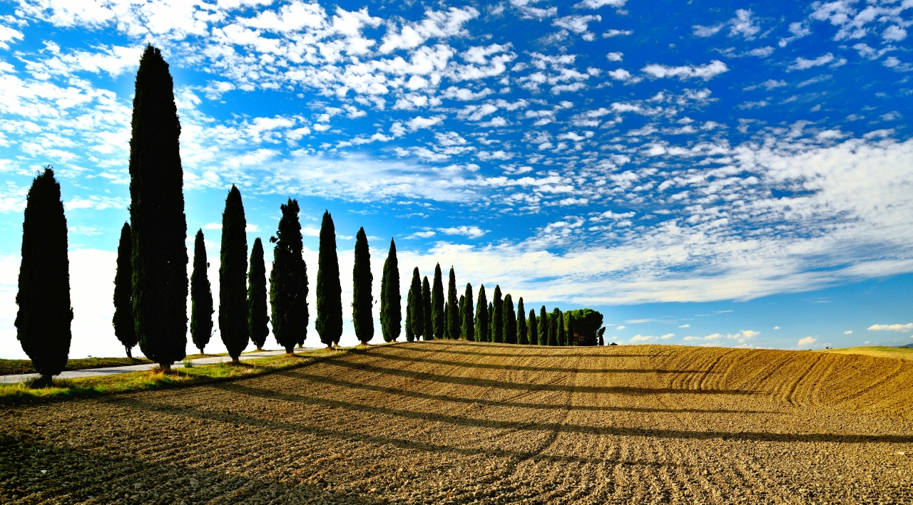 Viale nella campagna toscana