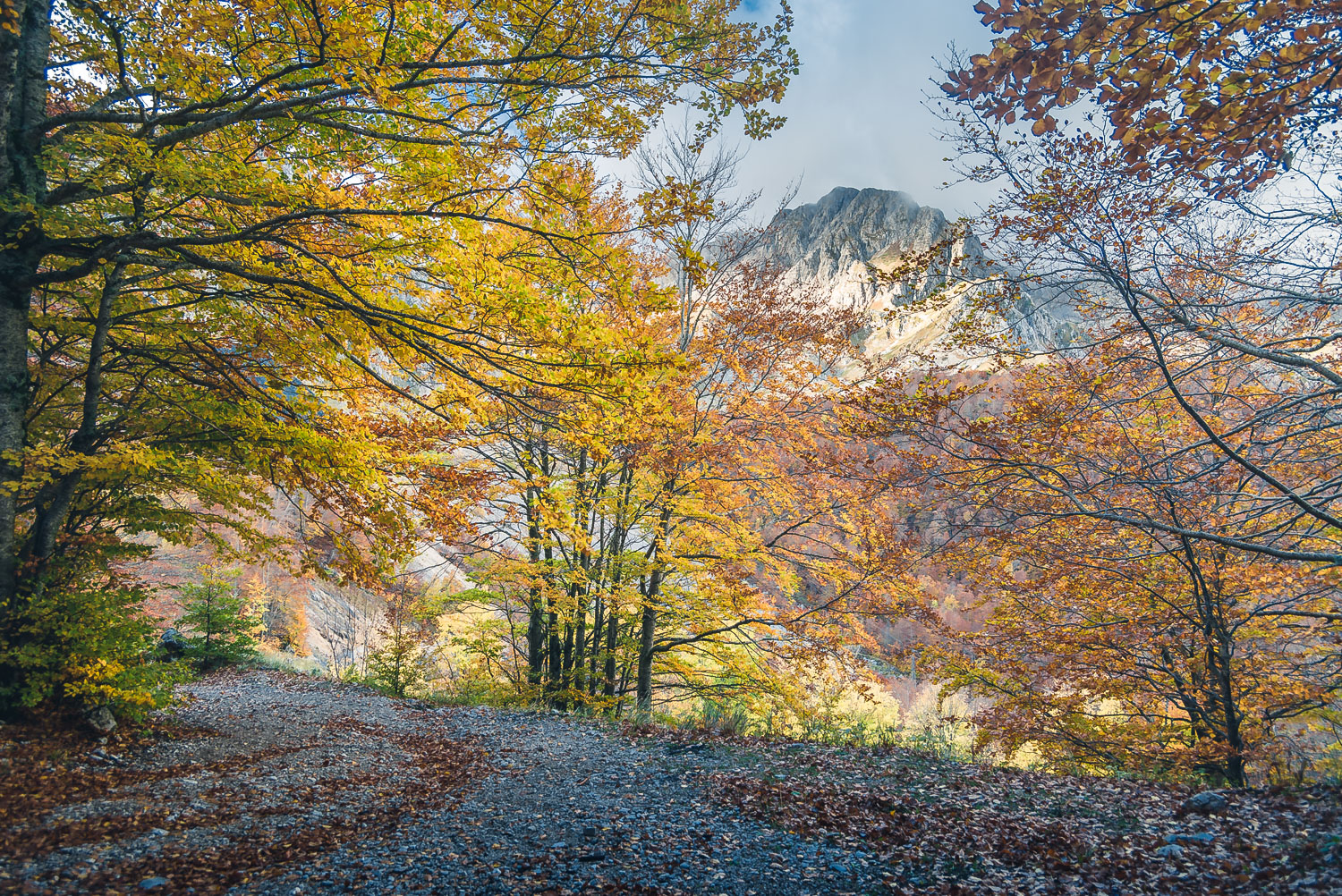 | Autumn window II |