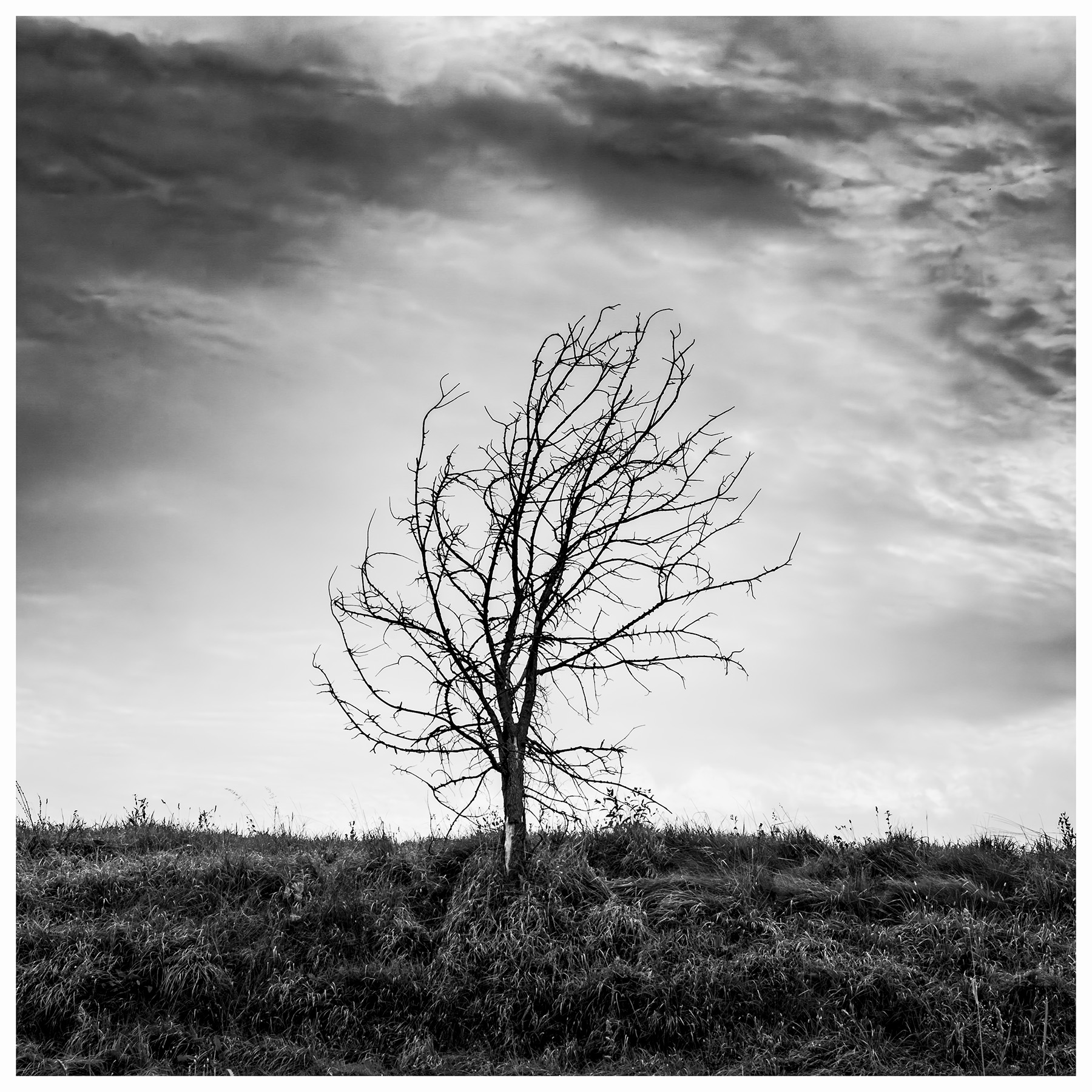Albero