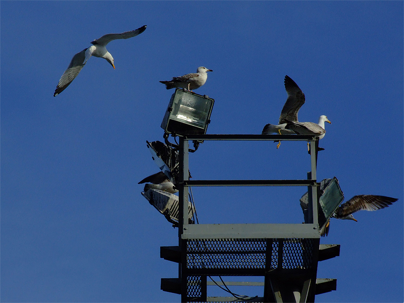 Gabbiani sul faro
