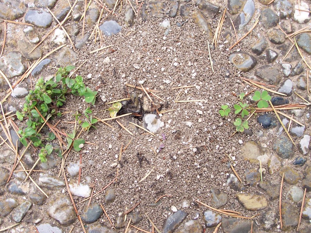 Formiche e il pavimento